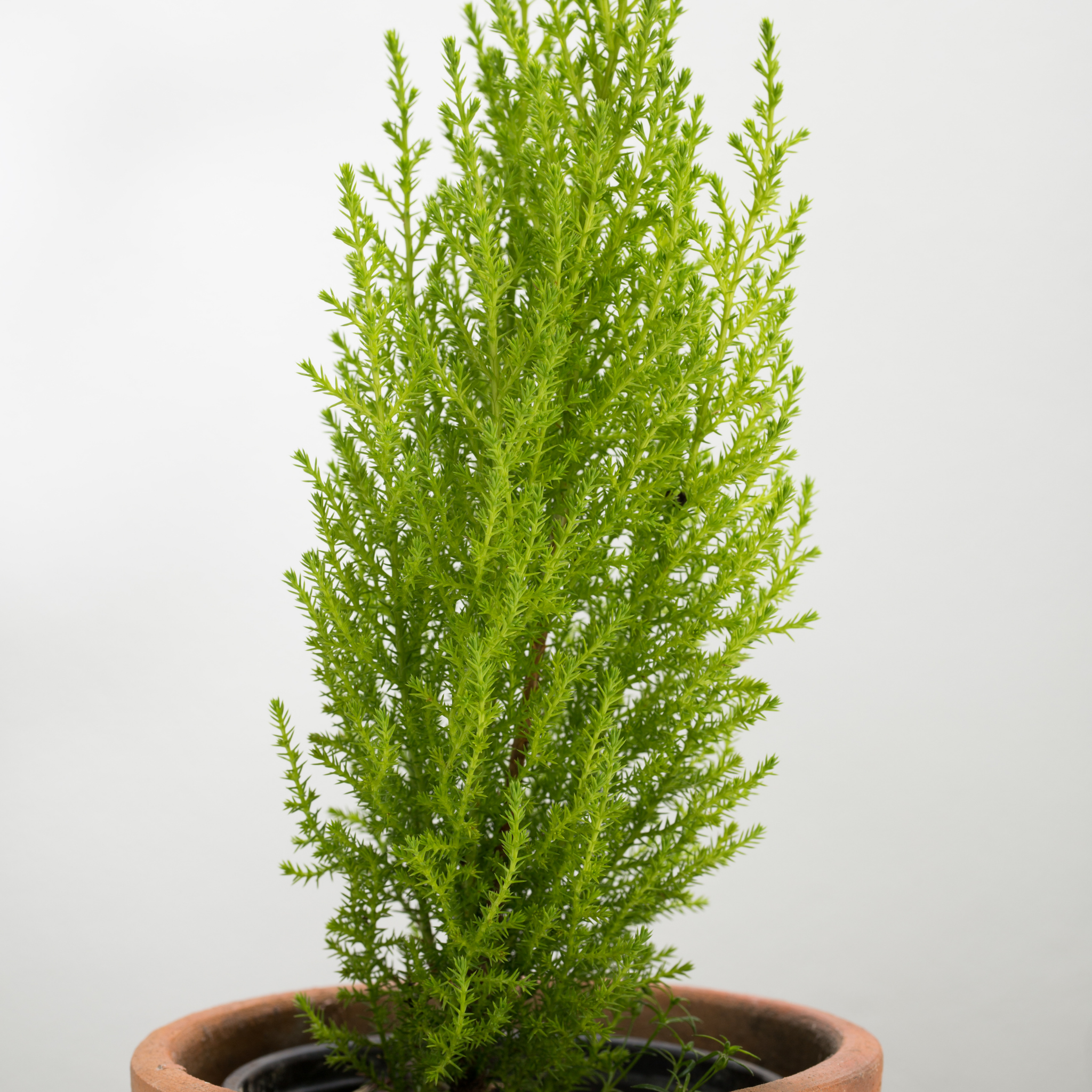 Lemon Cypress - Cupressus macrocarpa 'Lemon Scent'