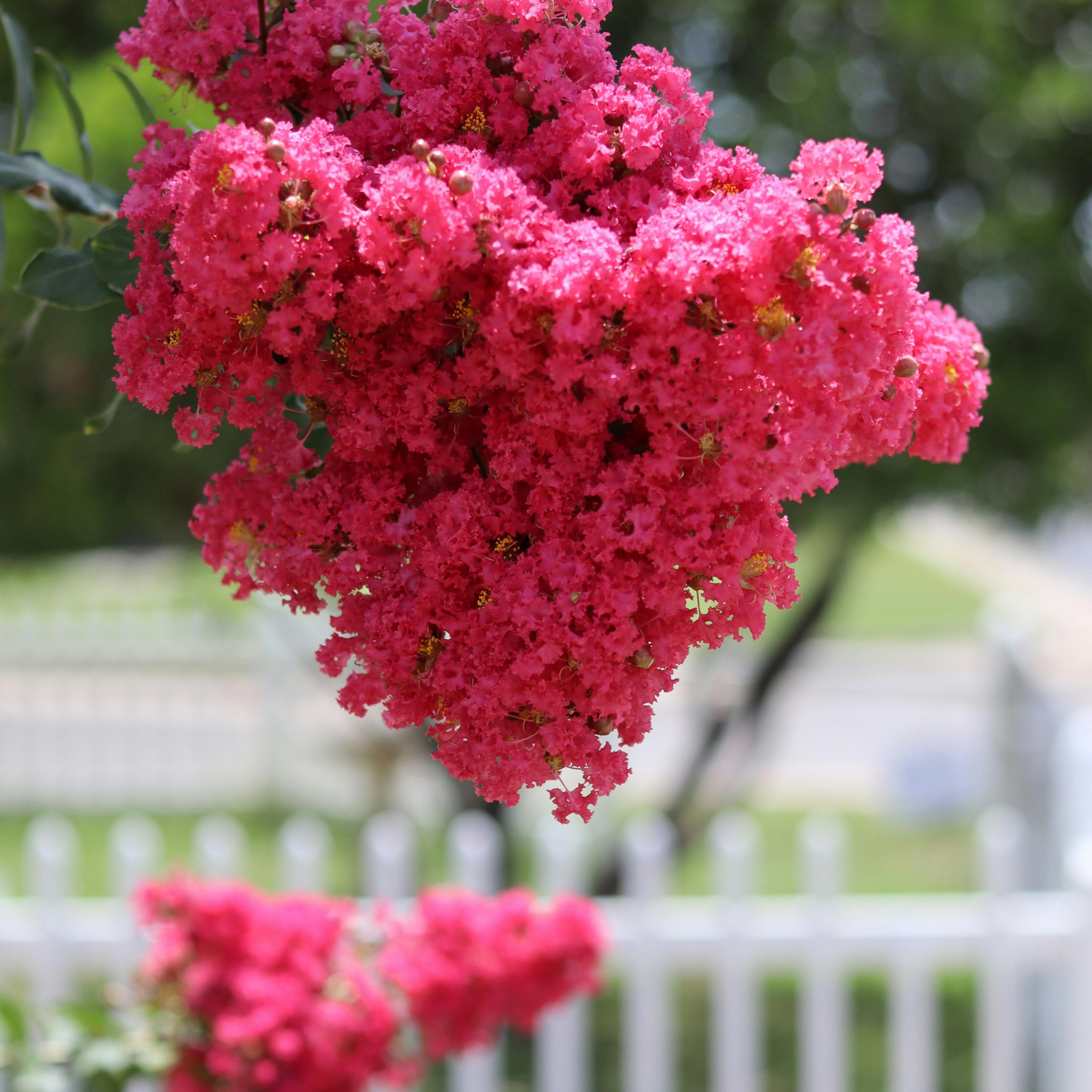 Hot Pink Crepe Myrtle - Lagerstroemia indica fauriei Sioux