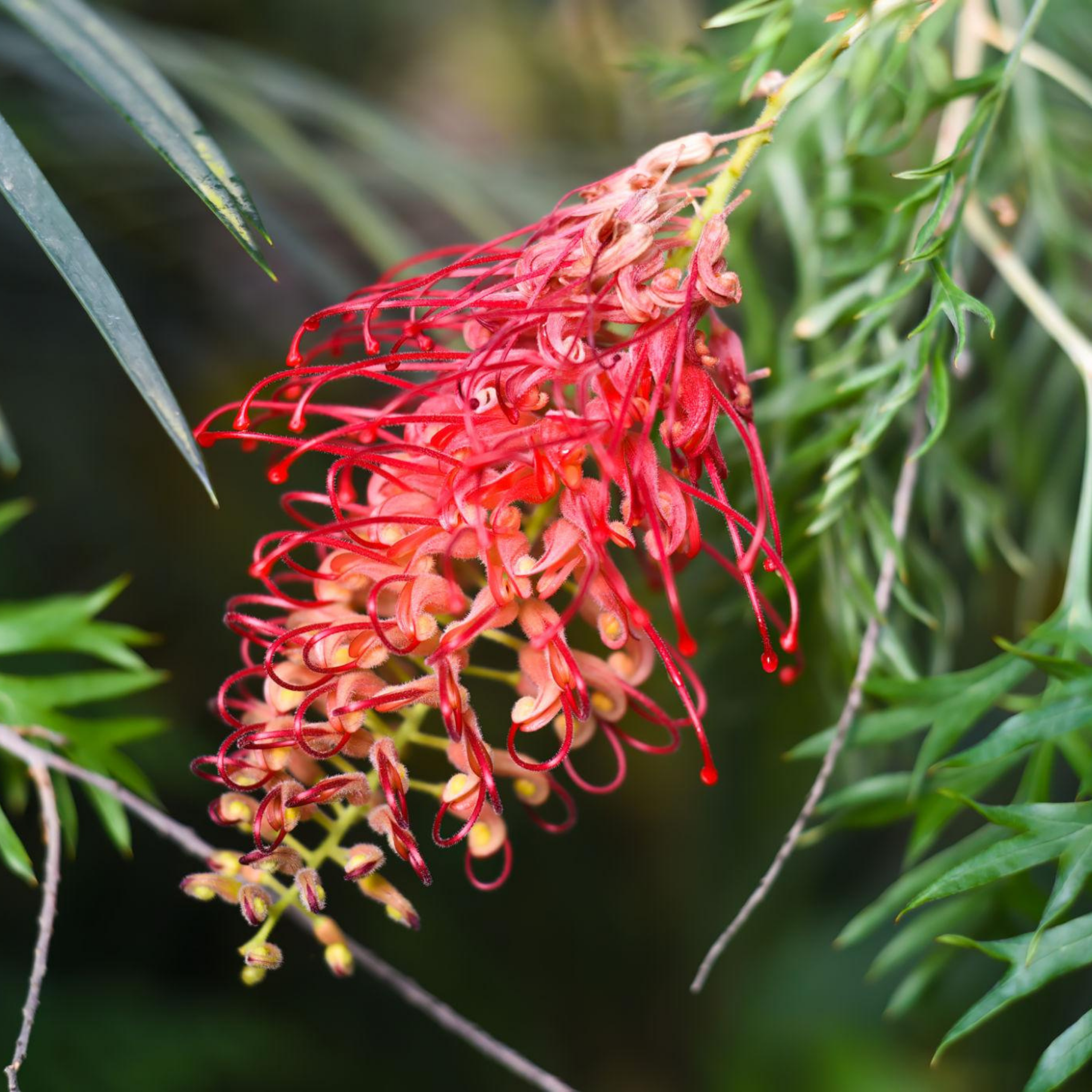 Grevillea 'Ned Kelly' - Grevillea banksii bipinnatifid Ned Kelly