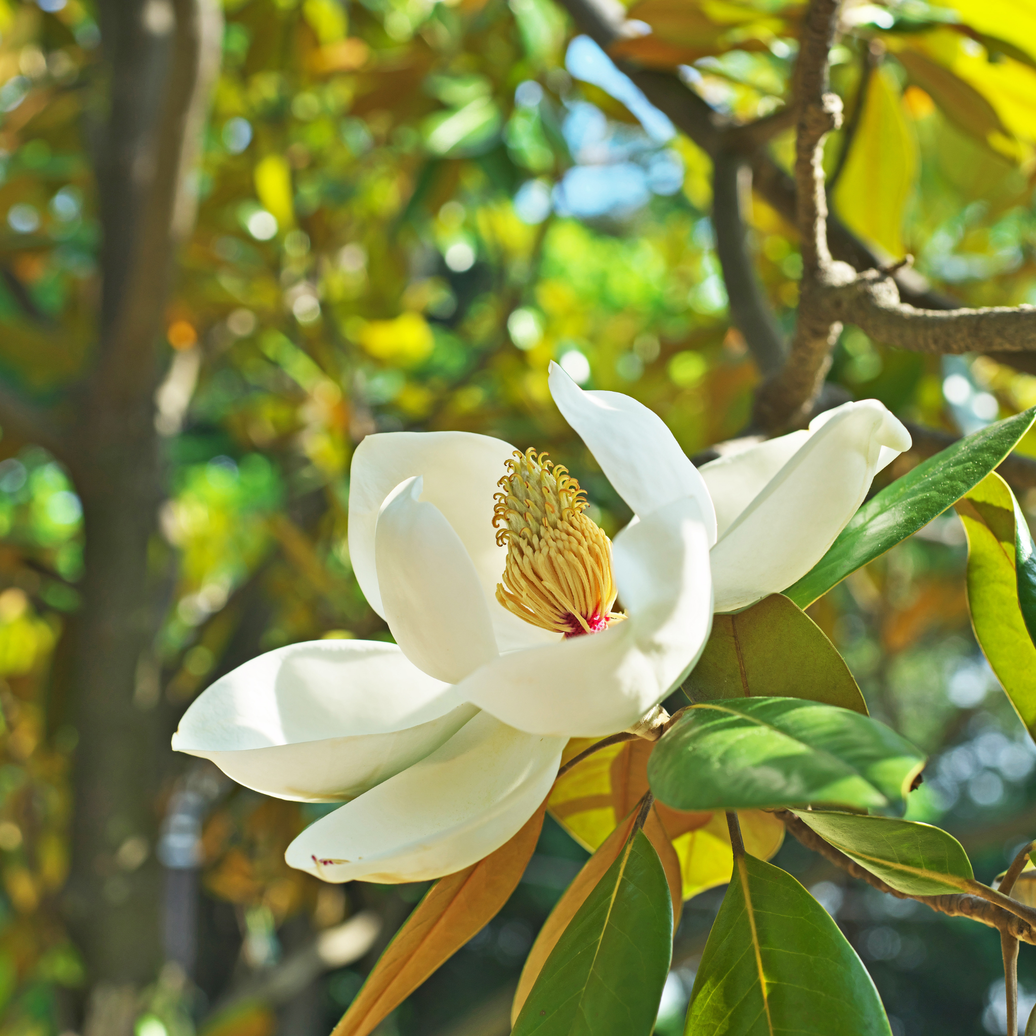Bull Bay Magnolia Alta - Magnolia grandiflora Alta
