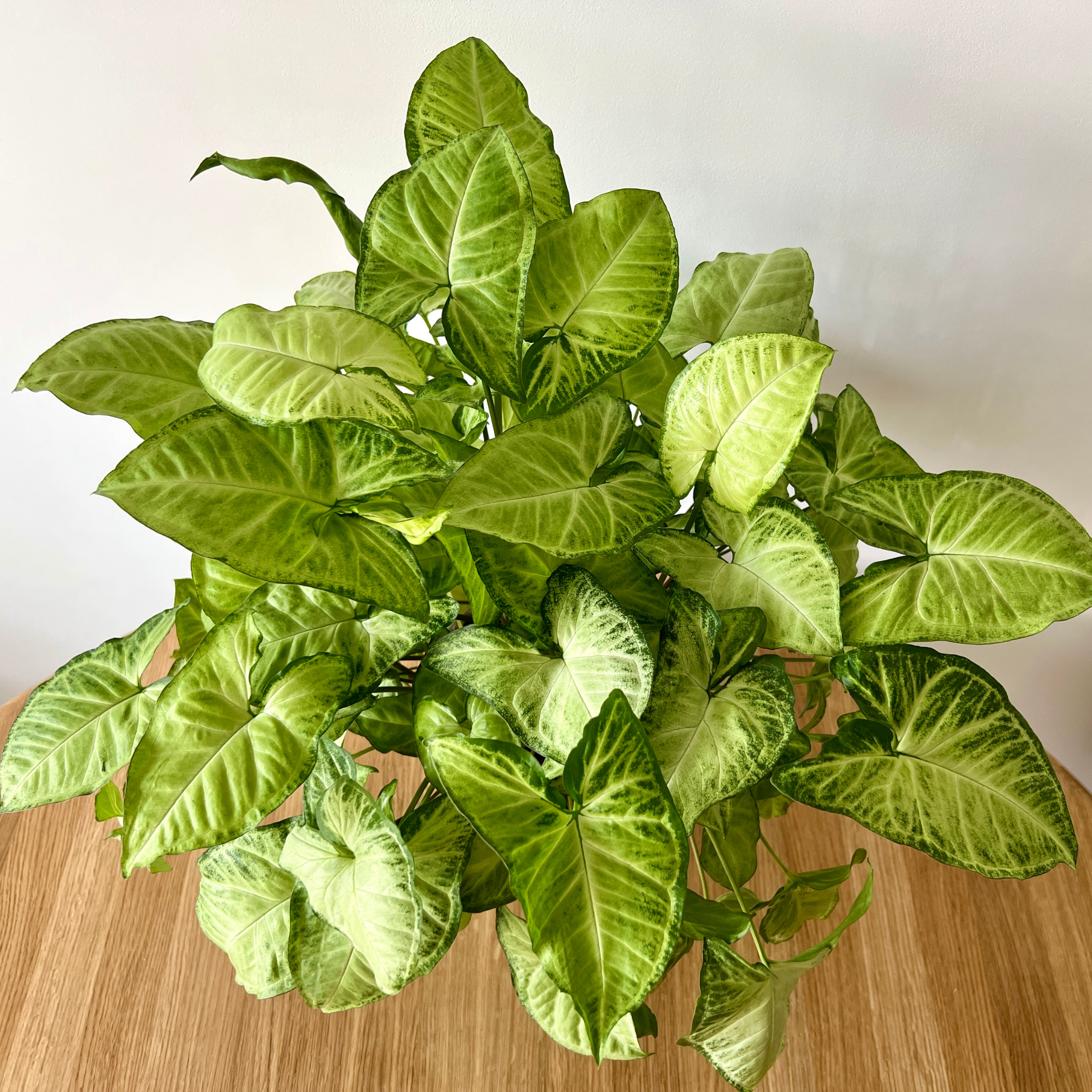 Variegated Syngonium - Syngonium podophyllum 'White Butterfly' Arrowhead Plant