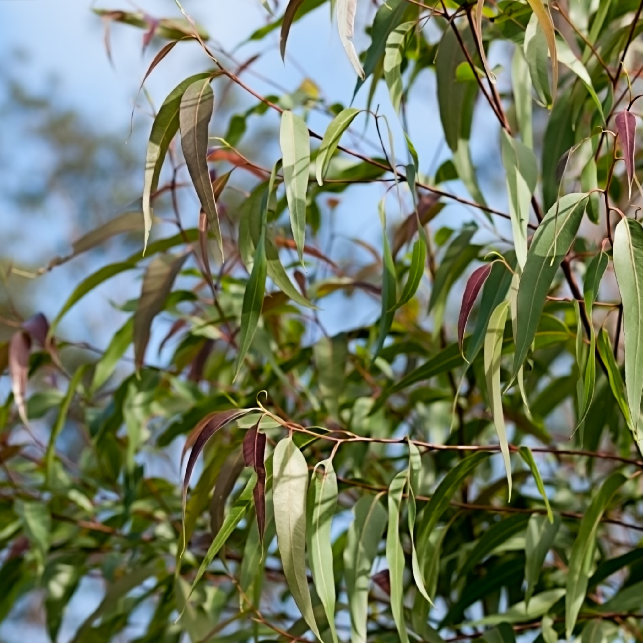 Lemon Scented Gum - Corymbia citriodora