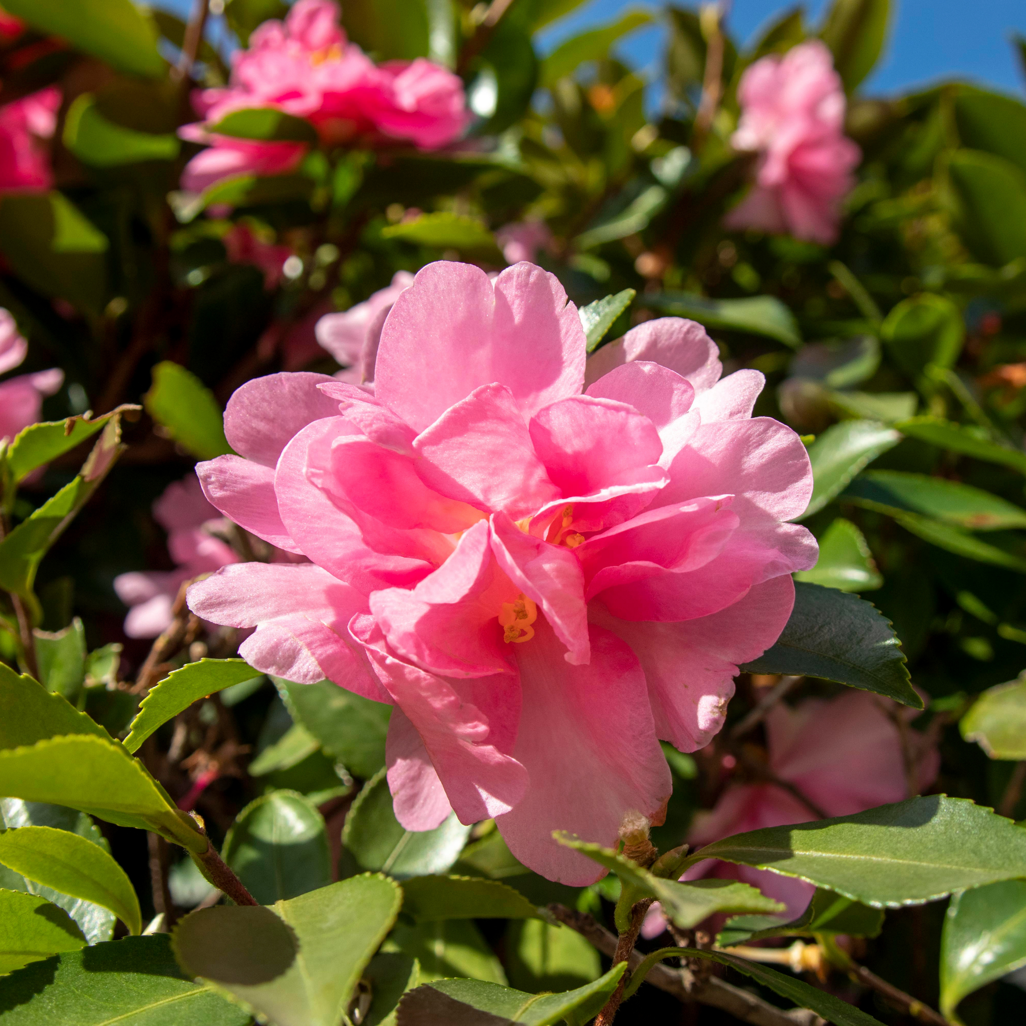 Camellia With Love - Camellia sasanqua 'With Love'
