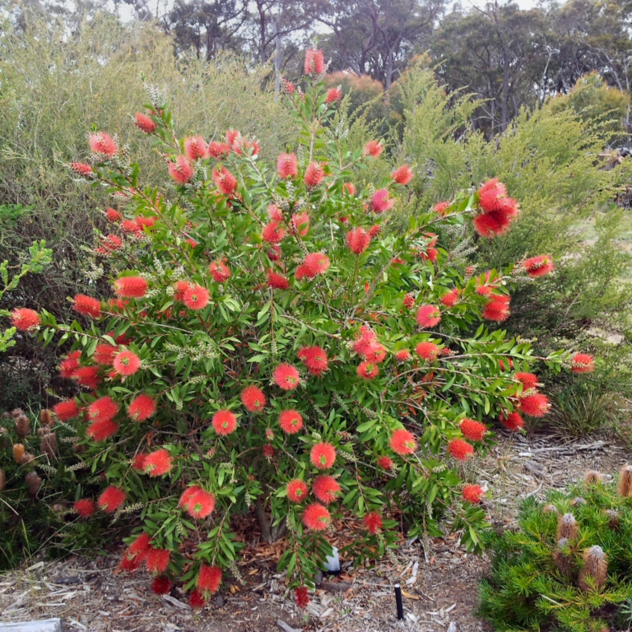 Crimson Bottlebrush - Callistemon citrinus 'Endeavour'