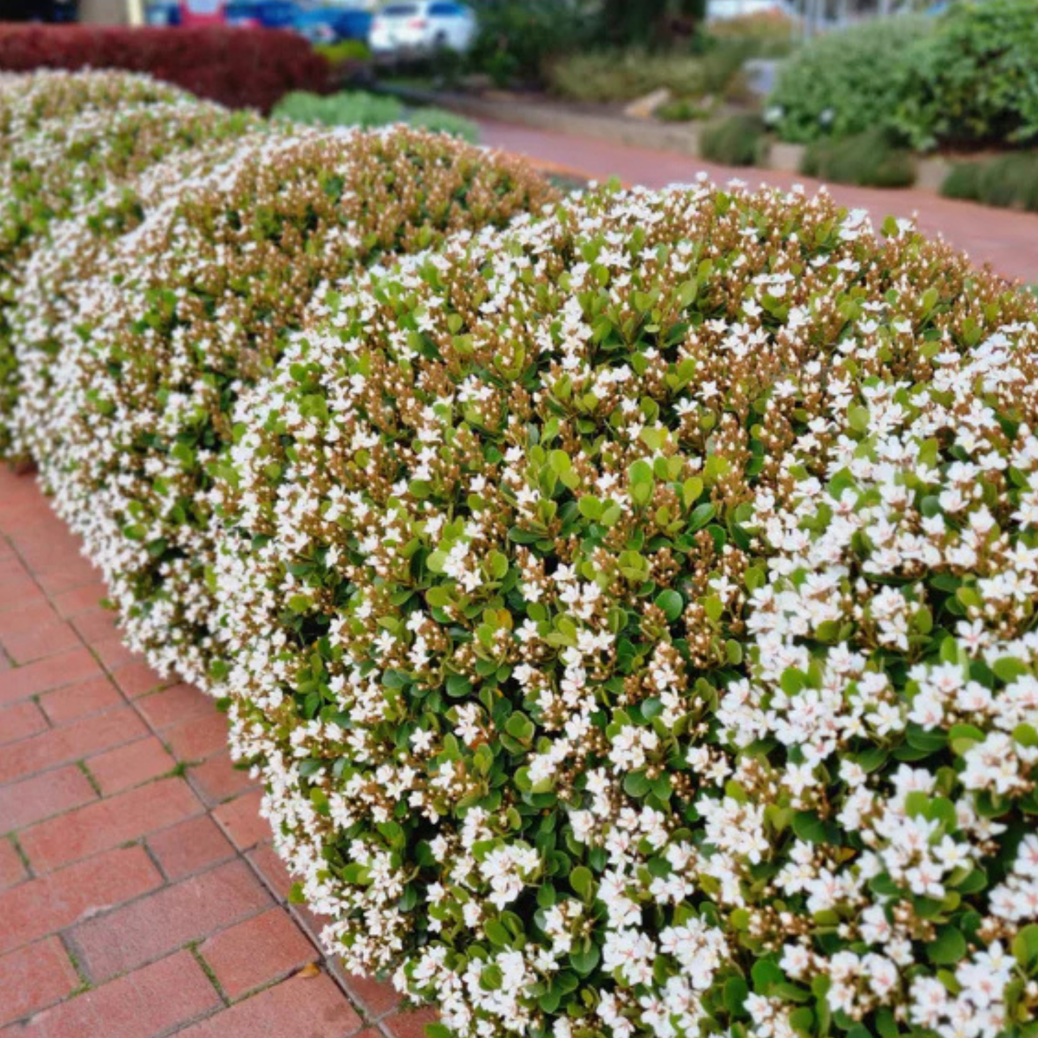 Indian hawthorn Oriental Pearl - Rhaphiolepis indica Oriental Pearl
