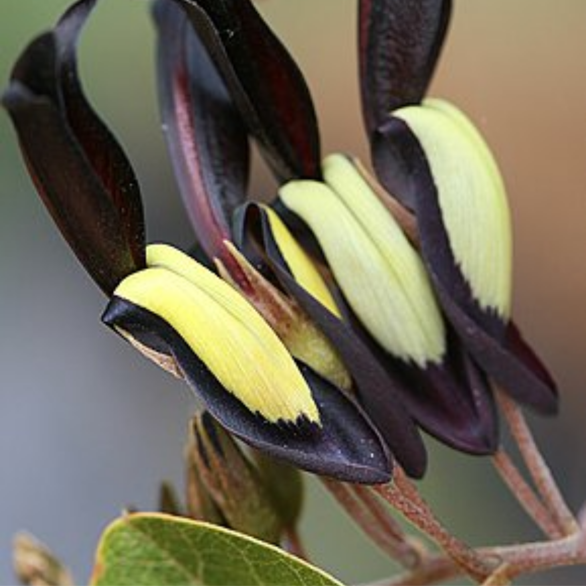 Black Coral Pea - Kennedia nigricans