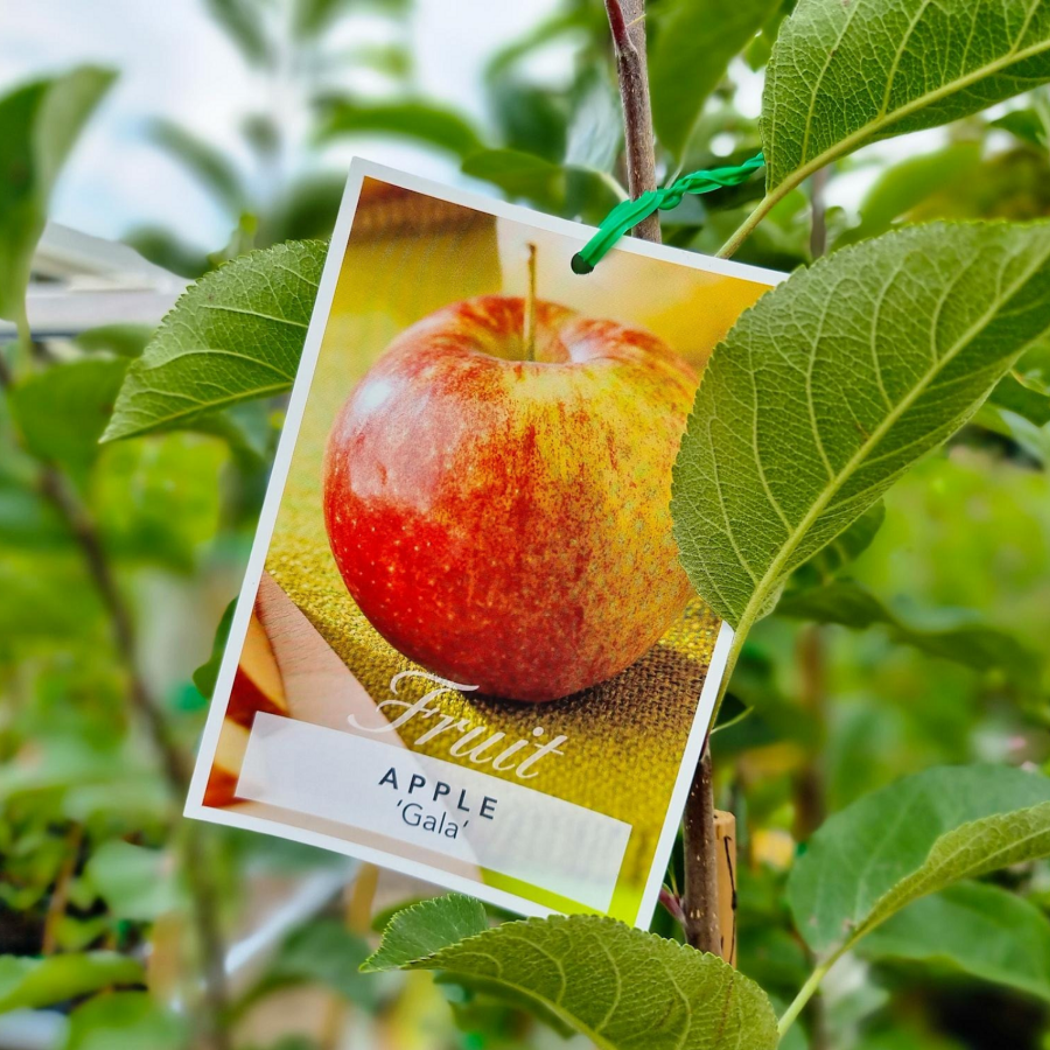 Apple Gala Tree - Malus domestica Gala Apple