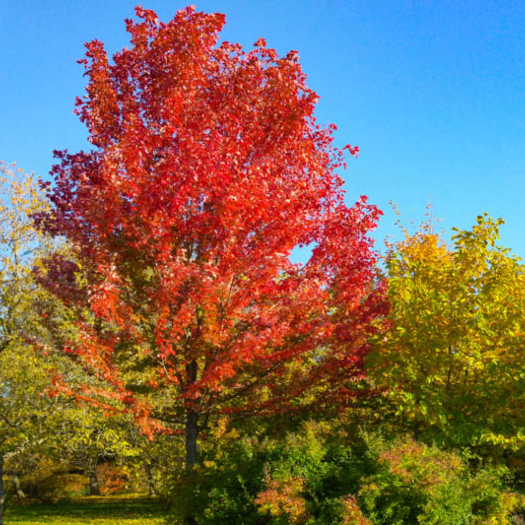 Tree with vibrant red leaves against a clear blue sky