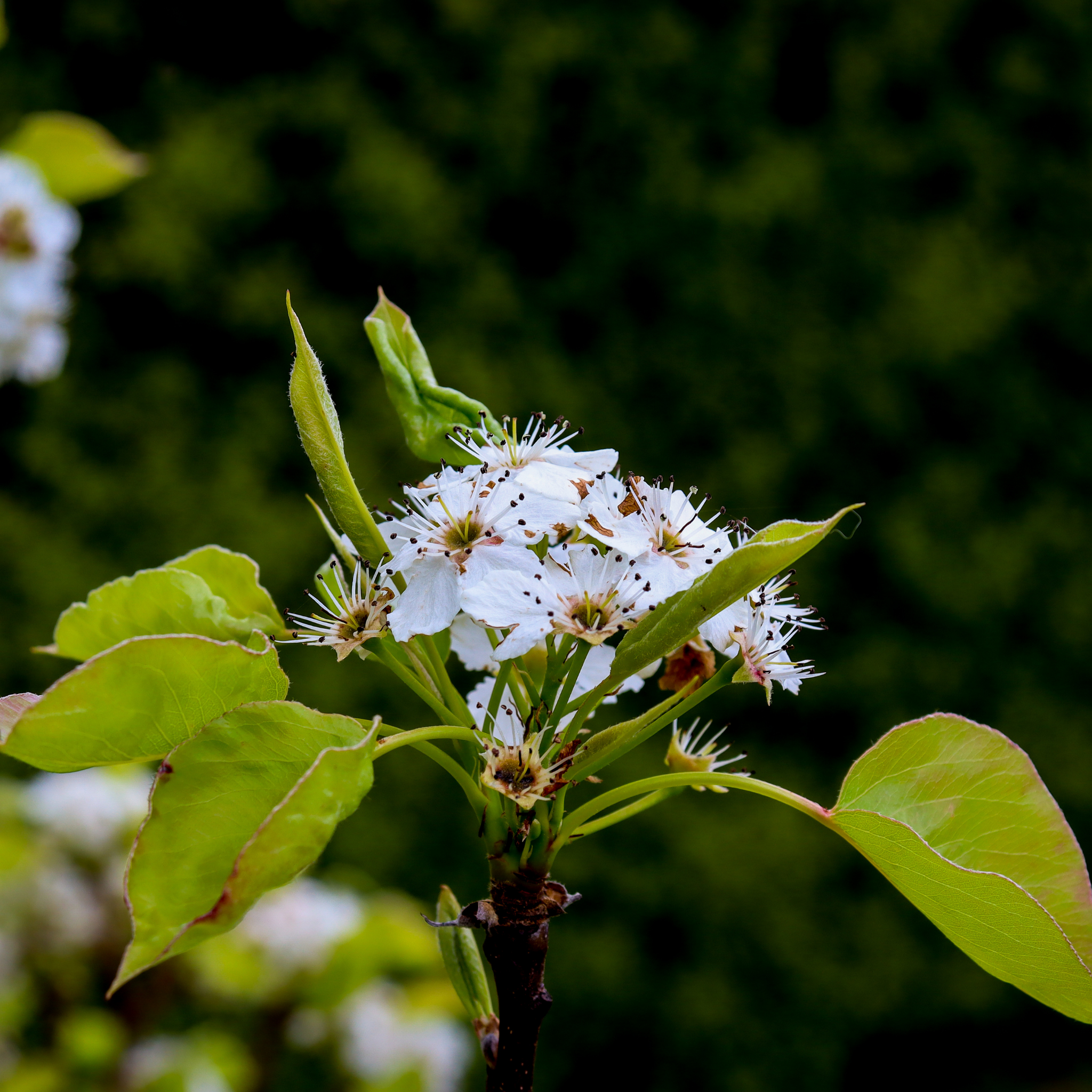 Ornamental Pear Southworth Dancer - Pyrus betulaefolia Southworth Dancer