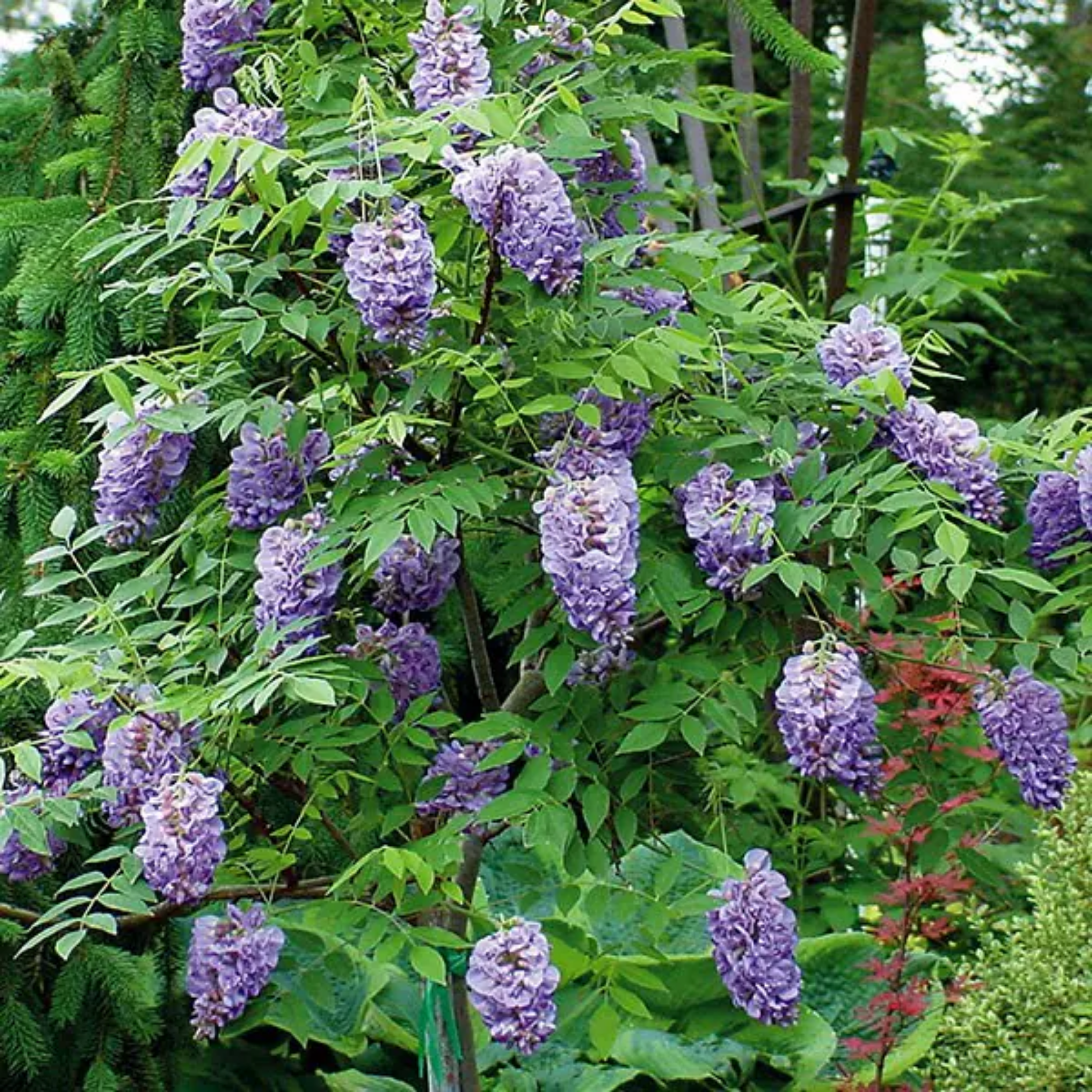 Amethyst Falls American Wisteria - Wisteria frutescens PBR