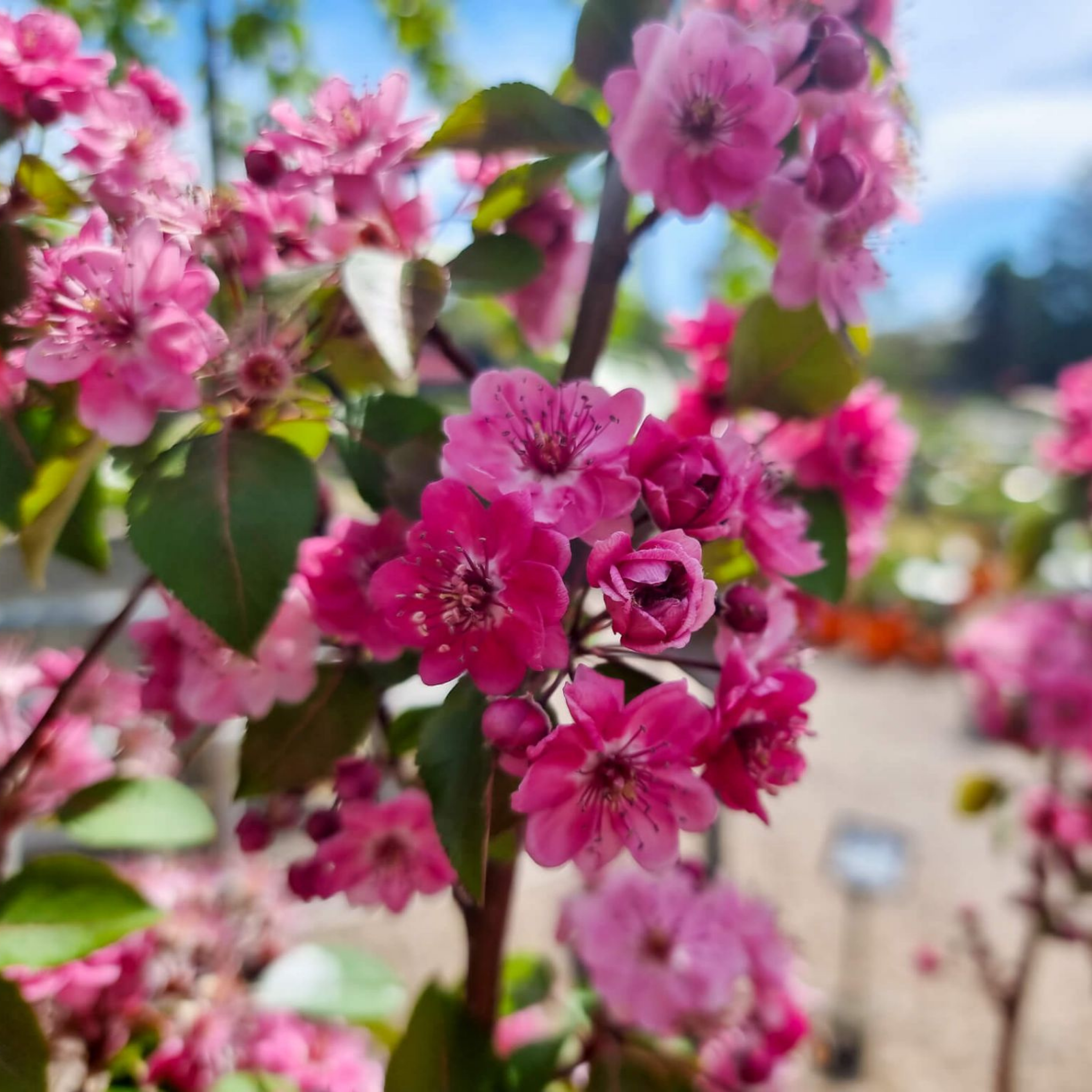 Yunnan Crabapple - Malus yunnanensis Wychwood Ruby PBR