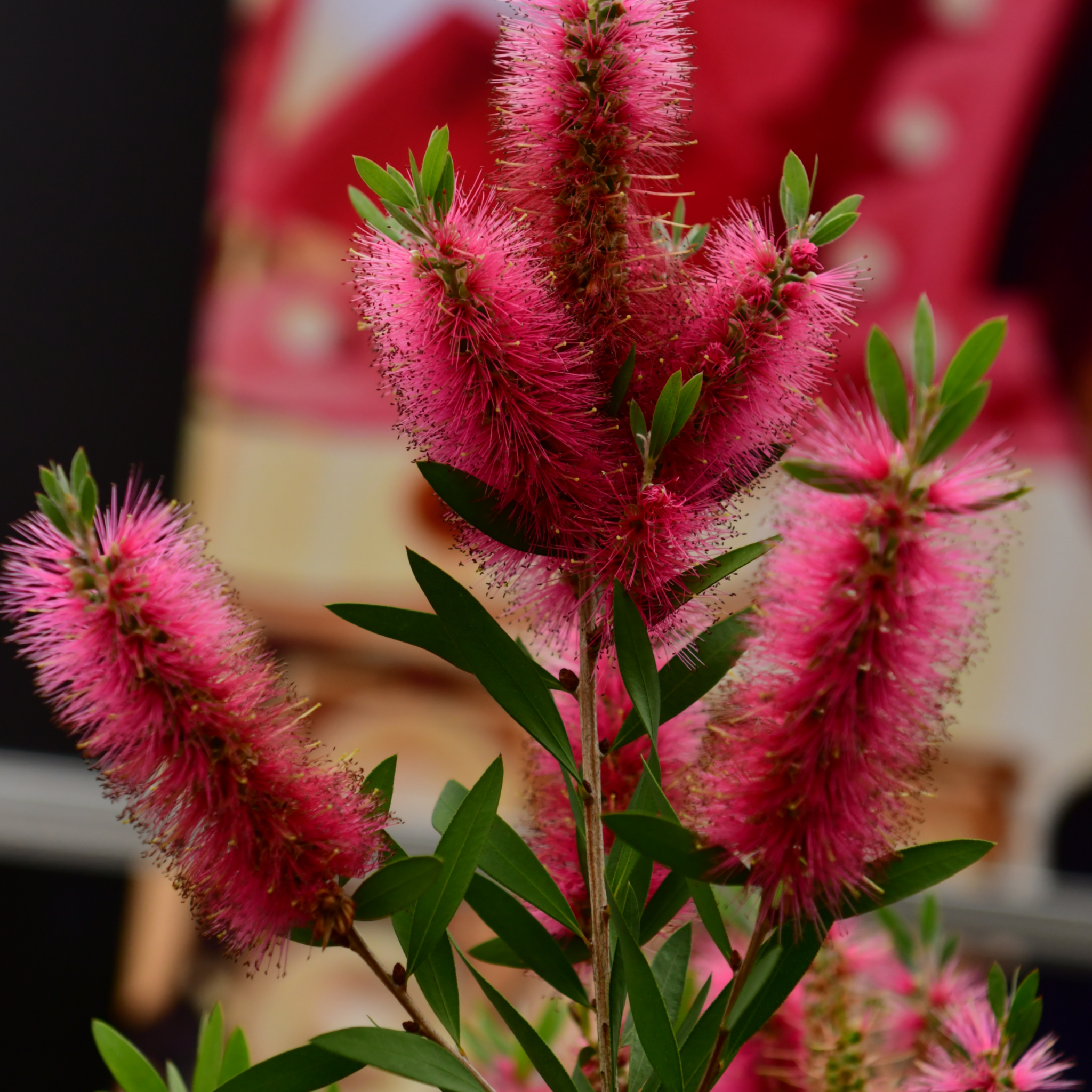 Pink Bottlebrush - Callistemon hybrida 'Candy Pink'