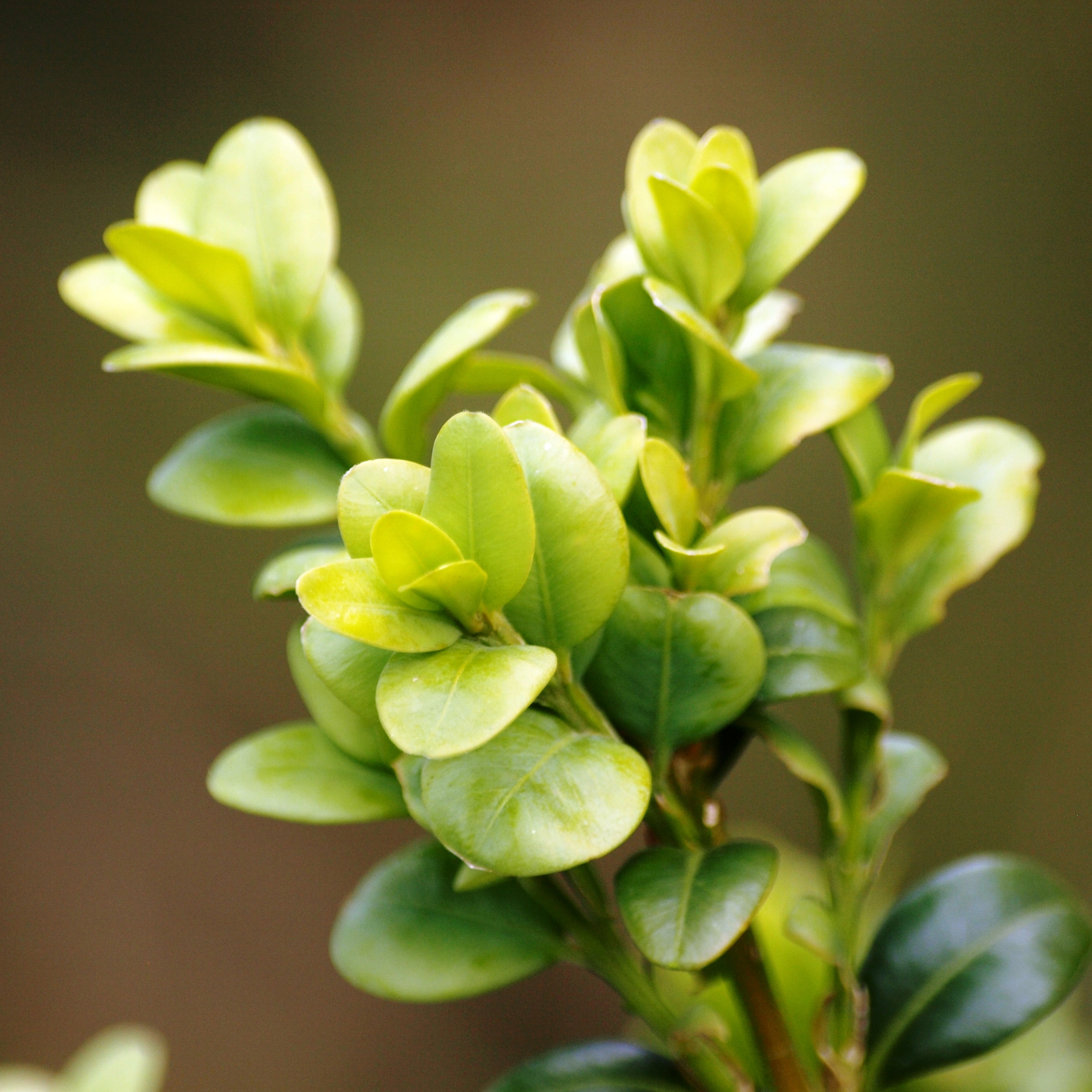 Close-up of green leaves with a blurred background