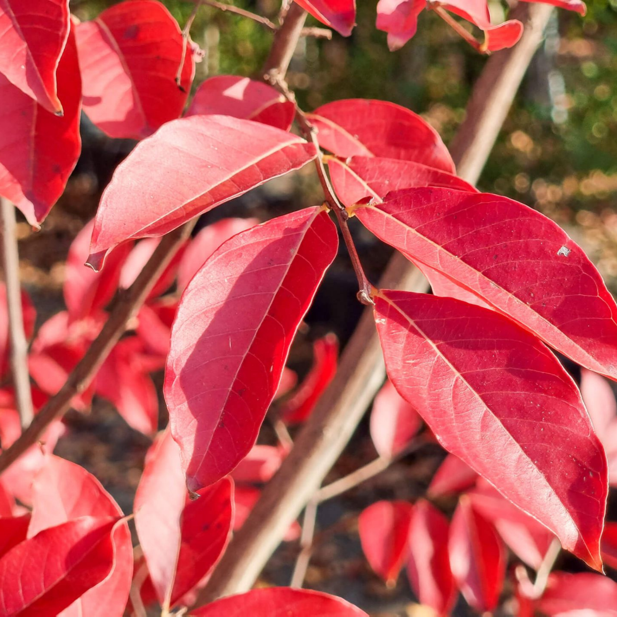 White Crepe Myrtle - Lagerstroemia indica fauriei Natchez