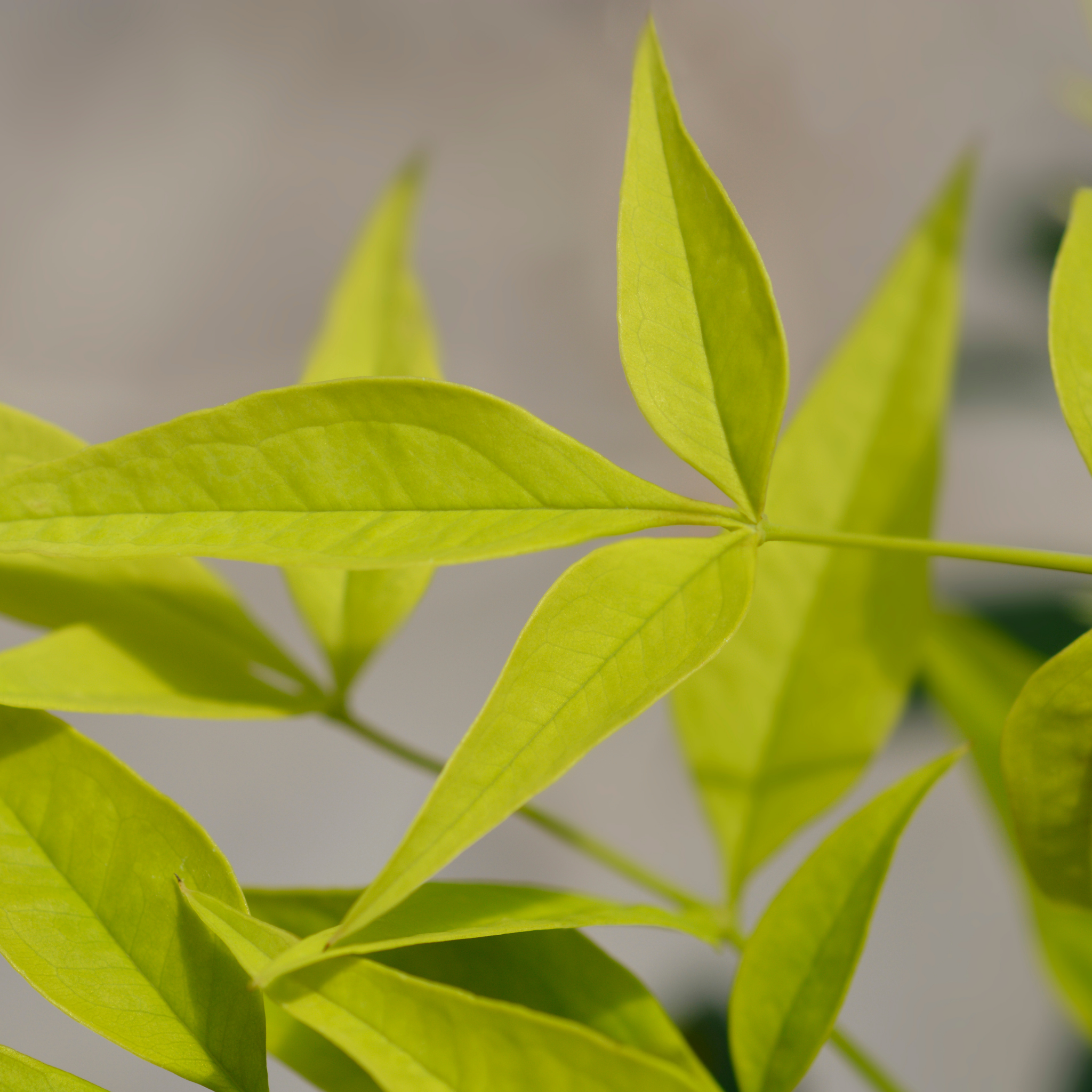 Close-up of green leaves with a blurred background