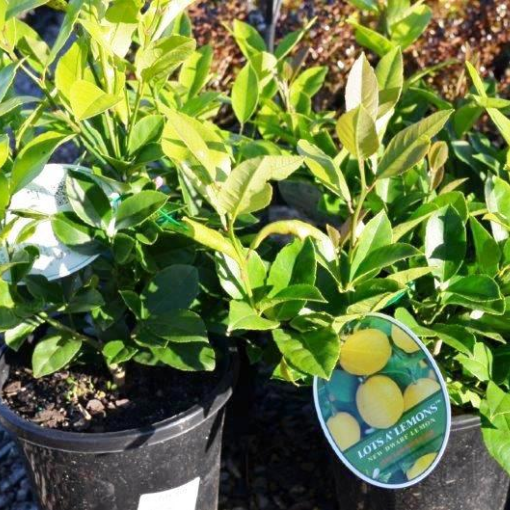 Dwarf Lemon Lots A Lemons - Citrus limon 'Lots A Lemons'