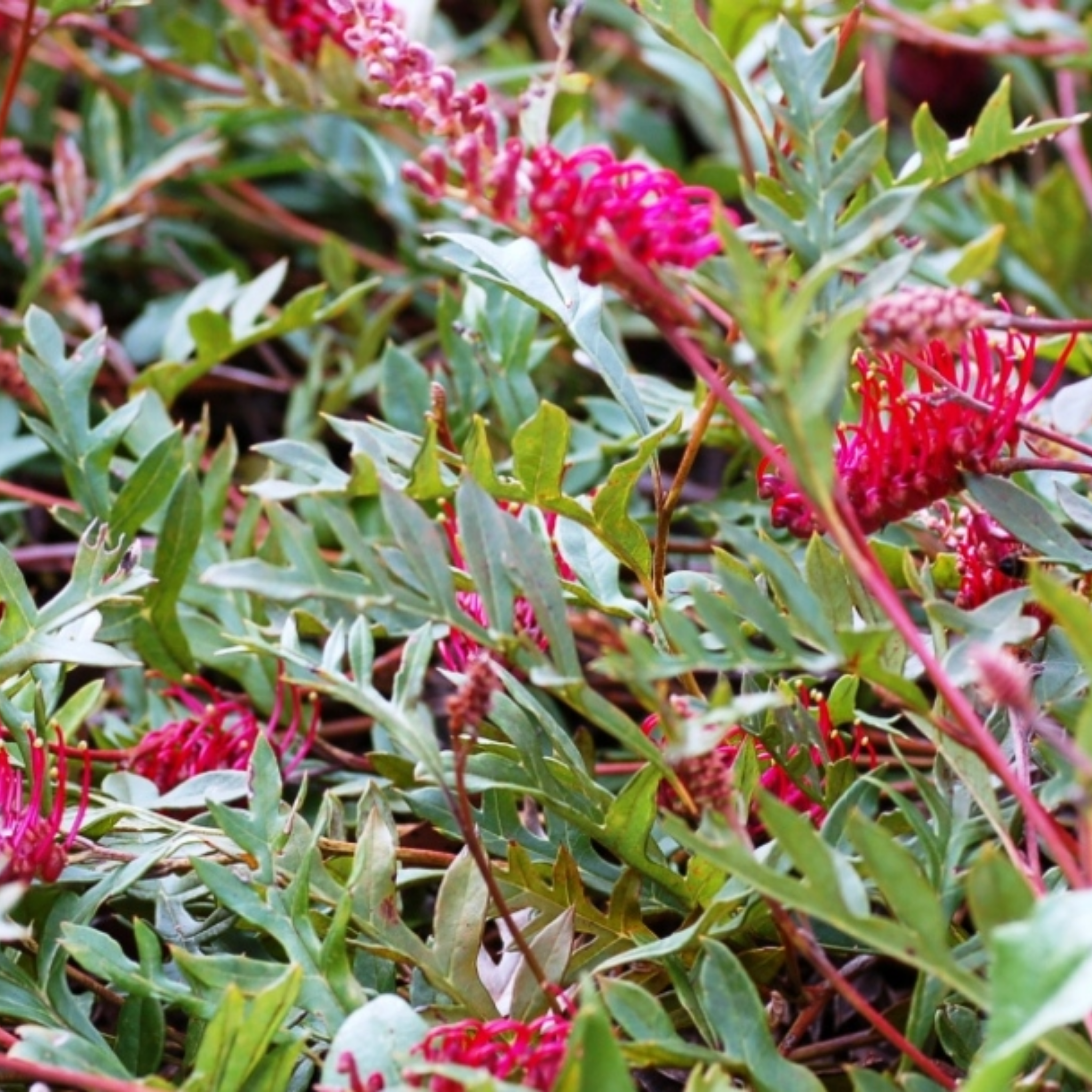 Toothbrush Plant - Grevillea acanthifolia Gaudichaudii