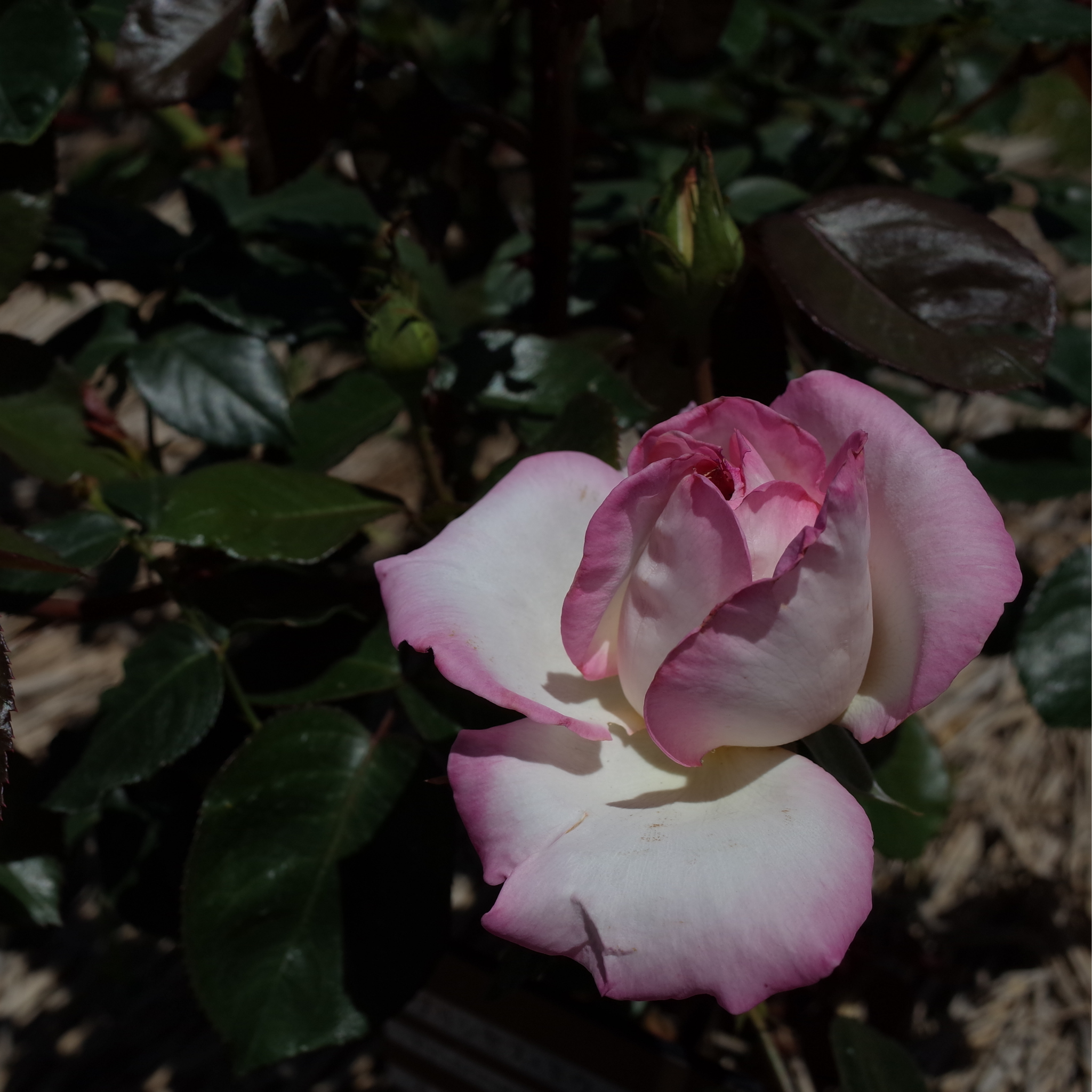 Princesse De Monaco Hybrid Tea Rose - Rosa Princesse De Monaco