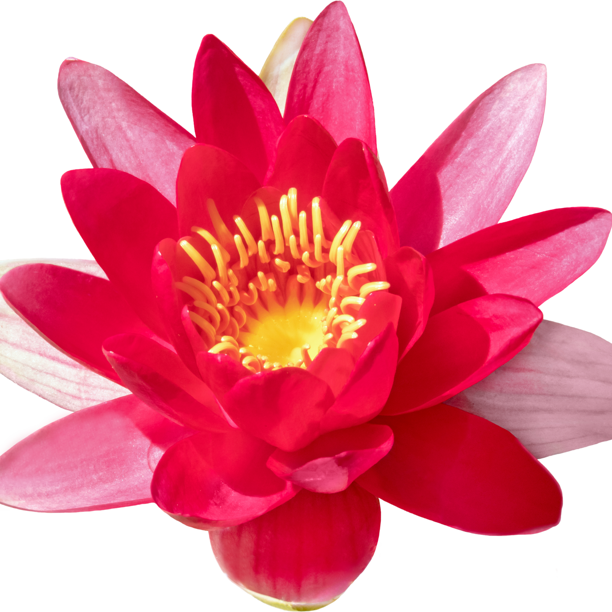 Red Water Lily - Nymphaea hybrida Red