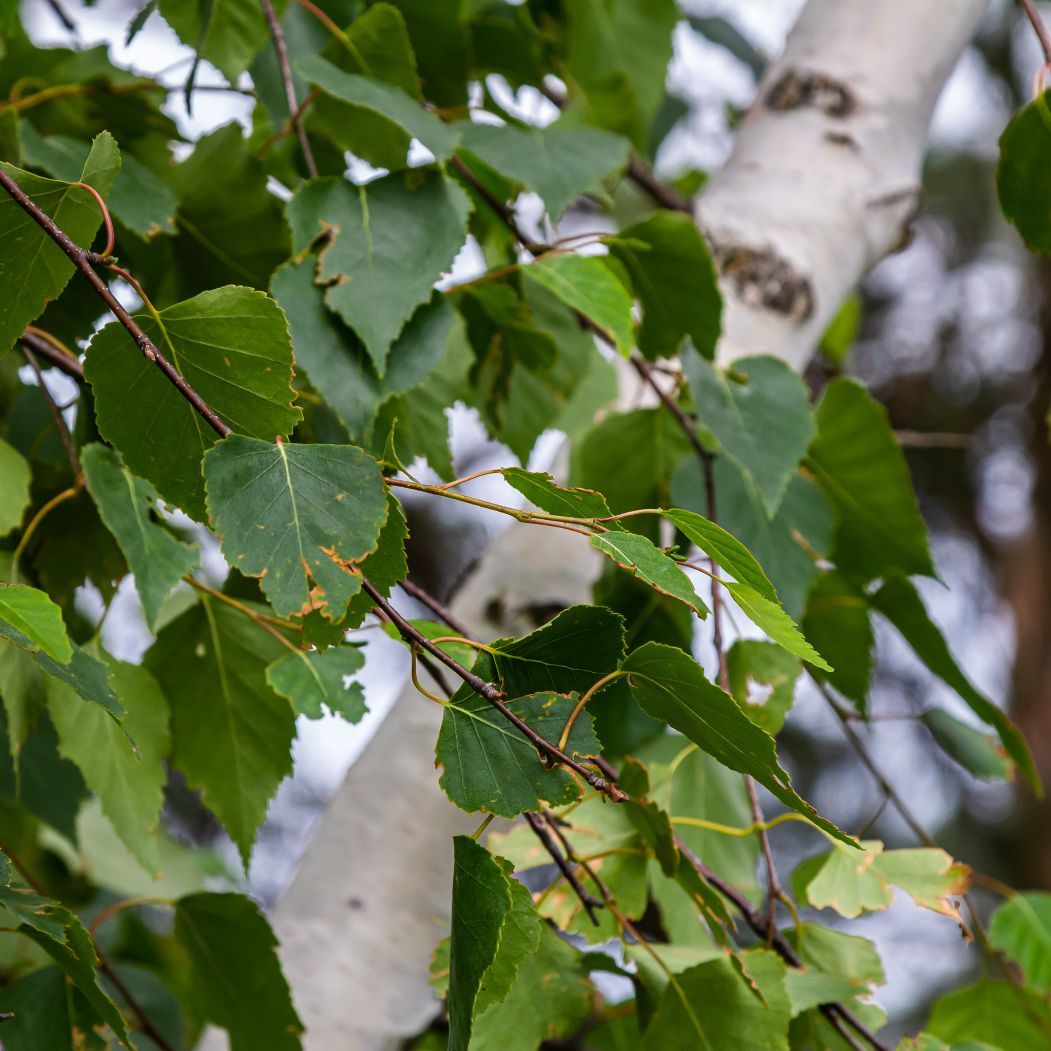 Close-up of green leaves with a blurred background