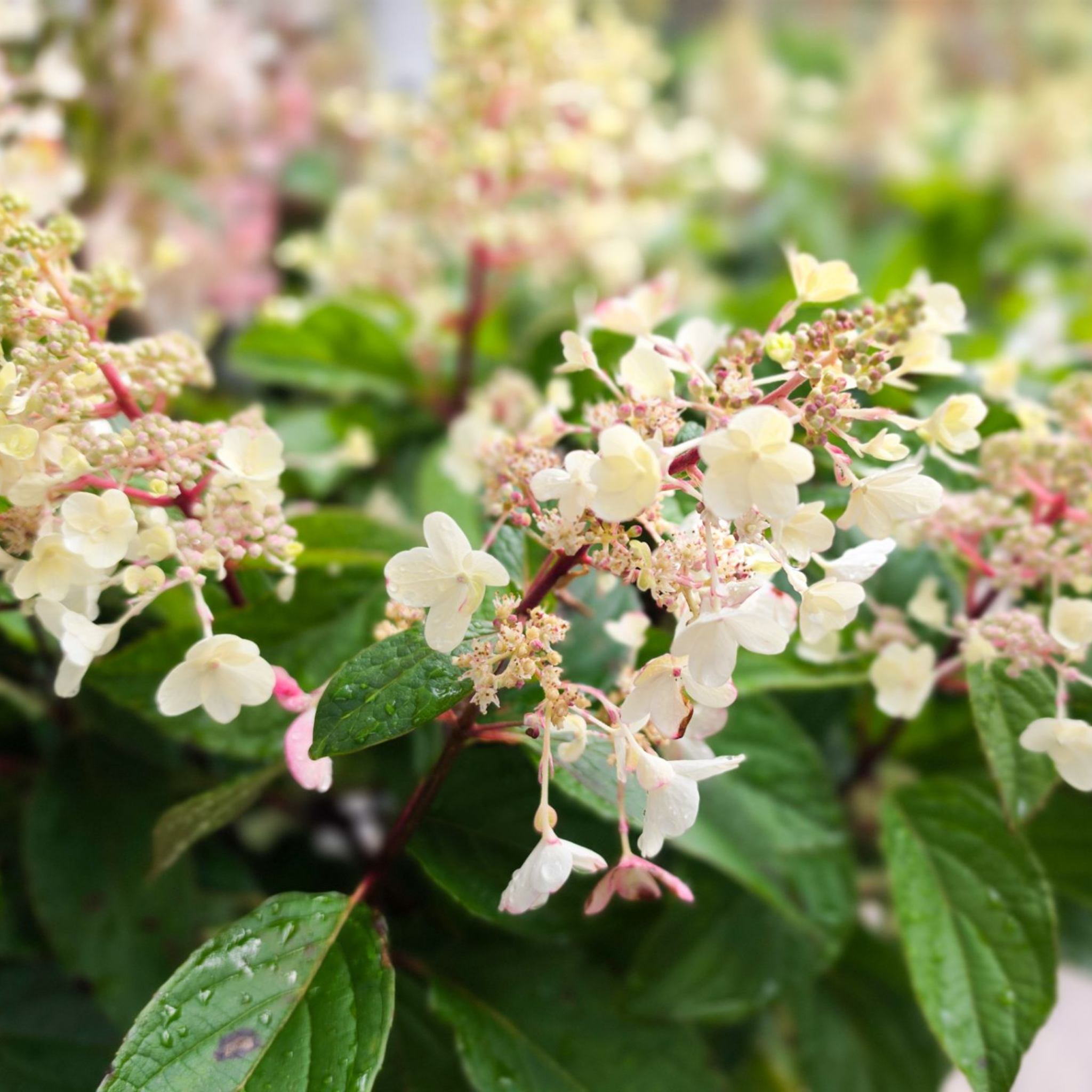 Panicled Hydrangea Candlelight PBR - Hydrangea paniculata Candlelight PBR