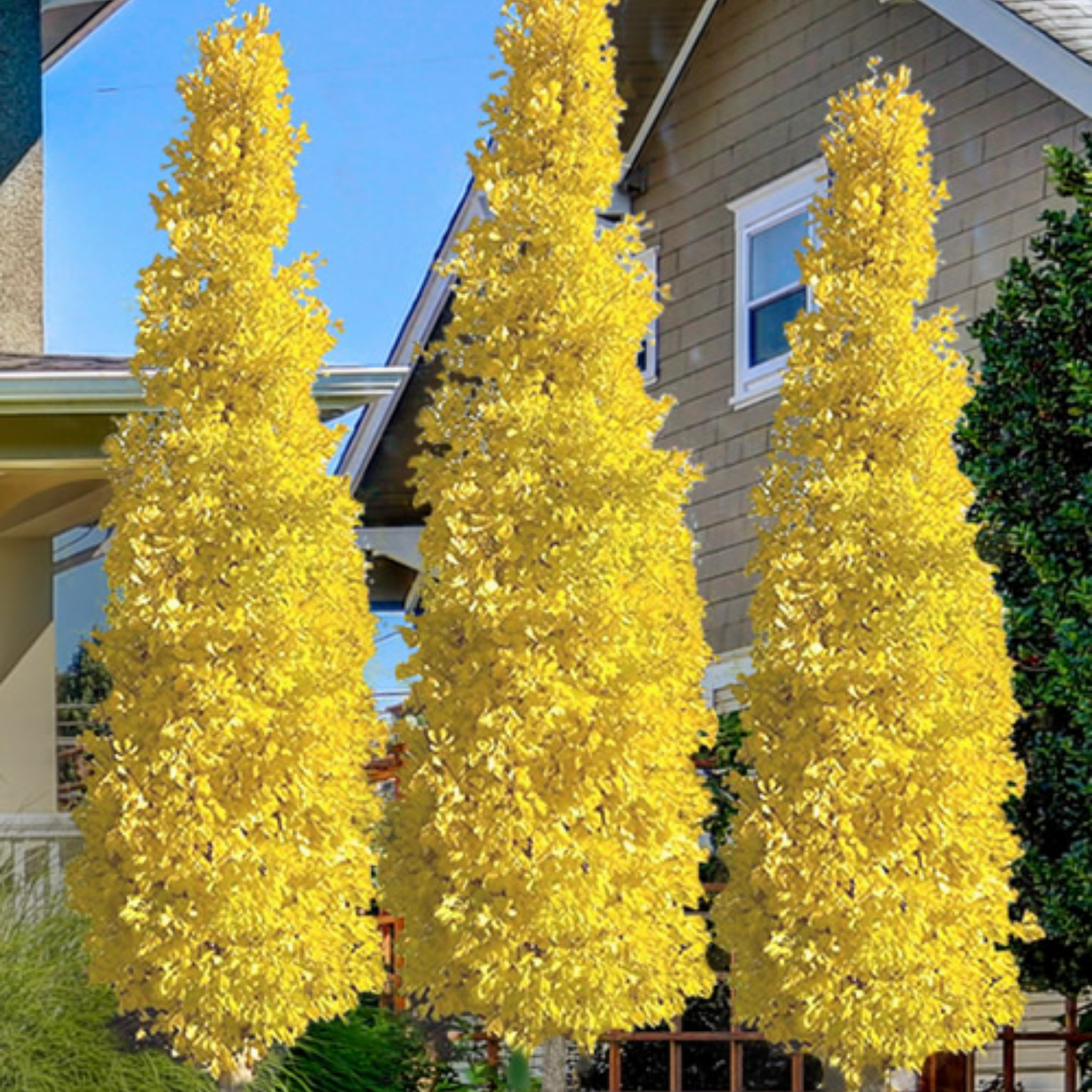Ginkgo biloba Lemonlime Spire PBR - Upright Maidenhair Tree
