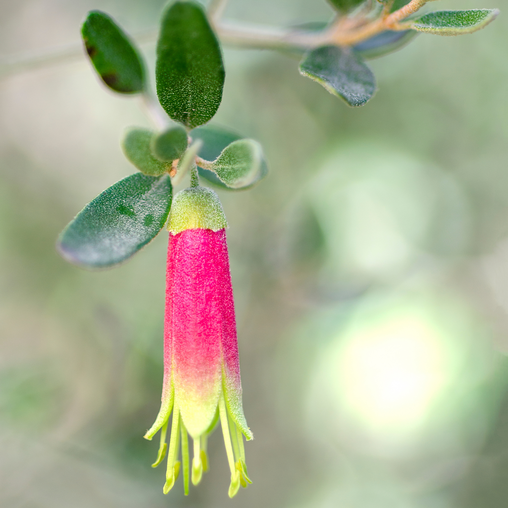 Rock Correa - Correa glabra