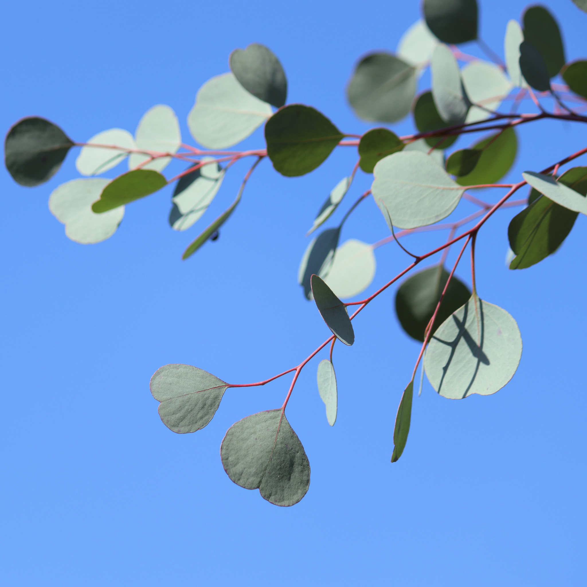 Eucalyptus Red Box Gum - Eucalyptus polyanthemos