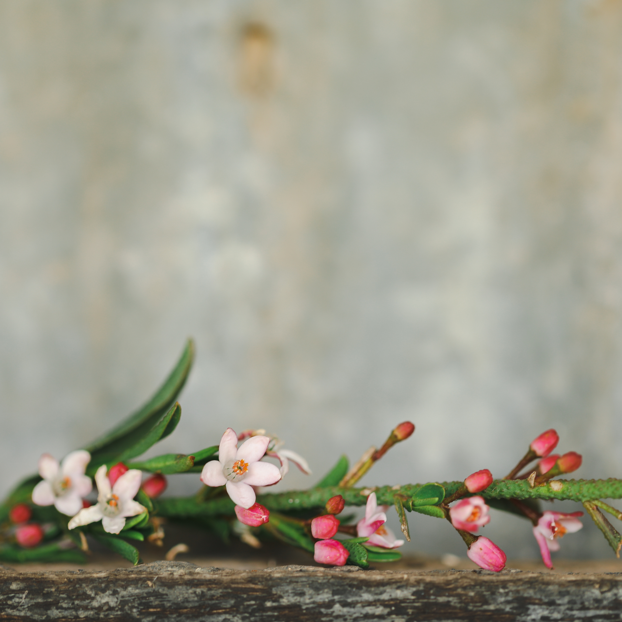 Long Leaf Wax Flower - Philotheca myoporoides Winter Rouge