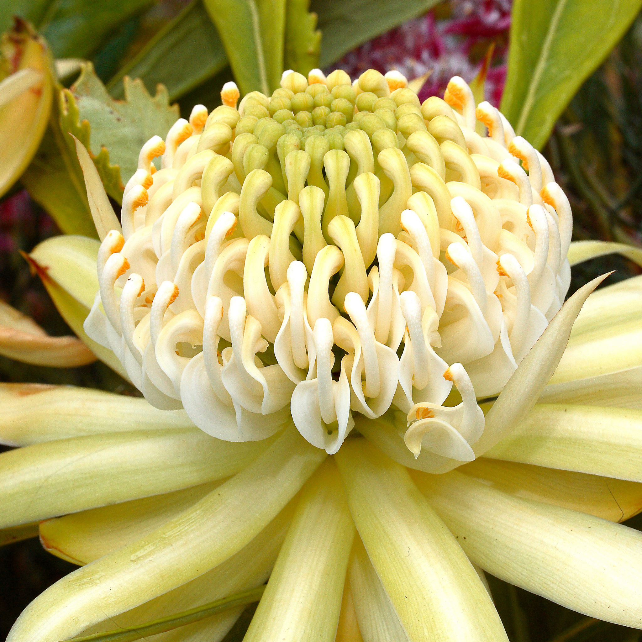 Waratah 'Shady Lady White' - Telopea speciosissima oreades Shady Lady White