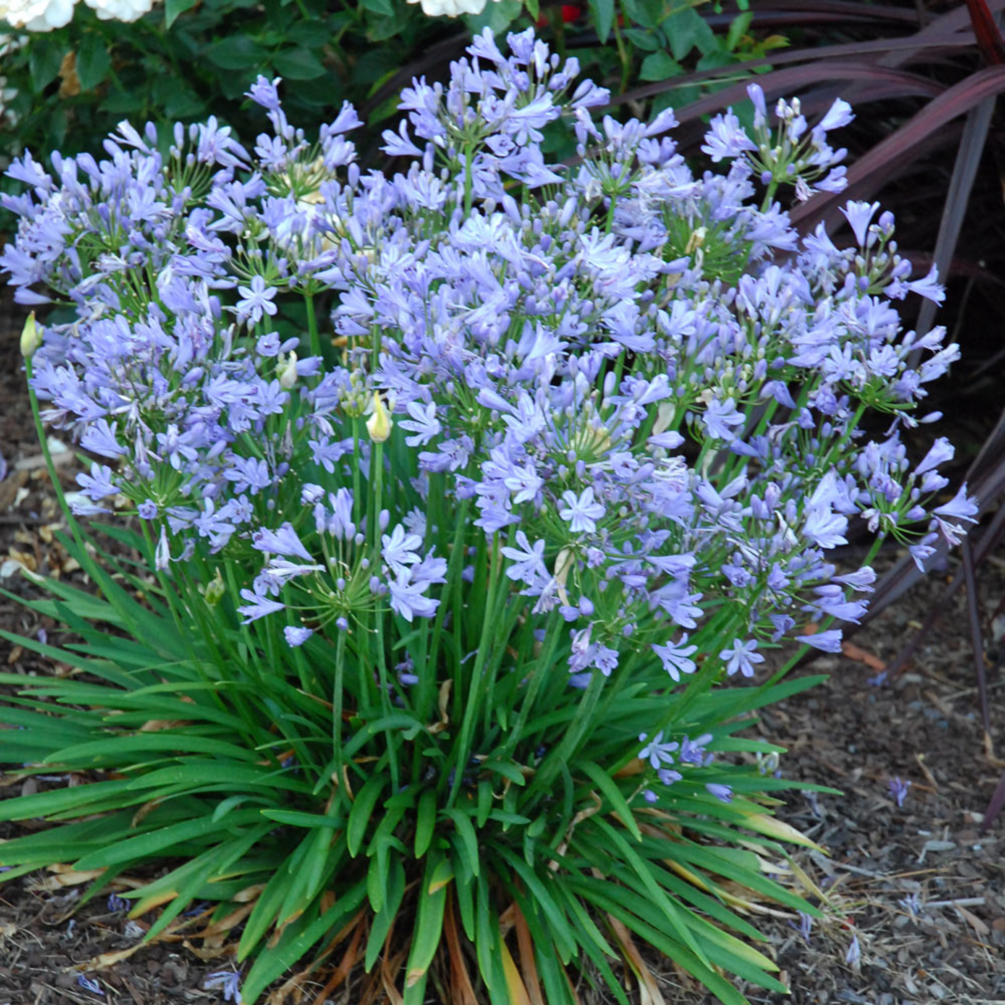 Agapanthus hybrida Peter Pan - Dwarf Lily of the Nile, African Lily