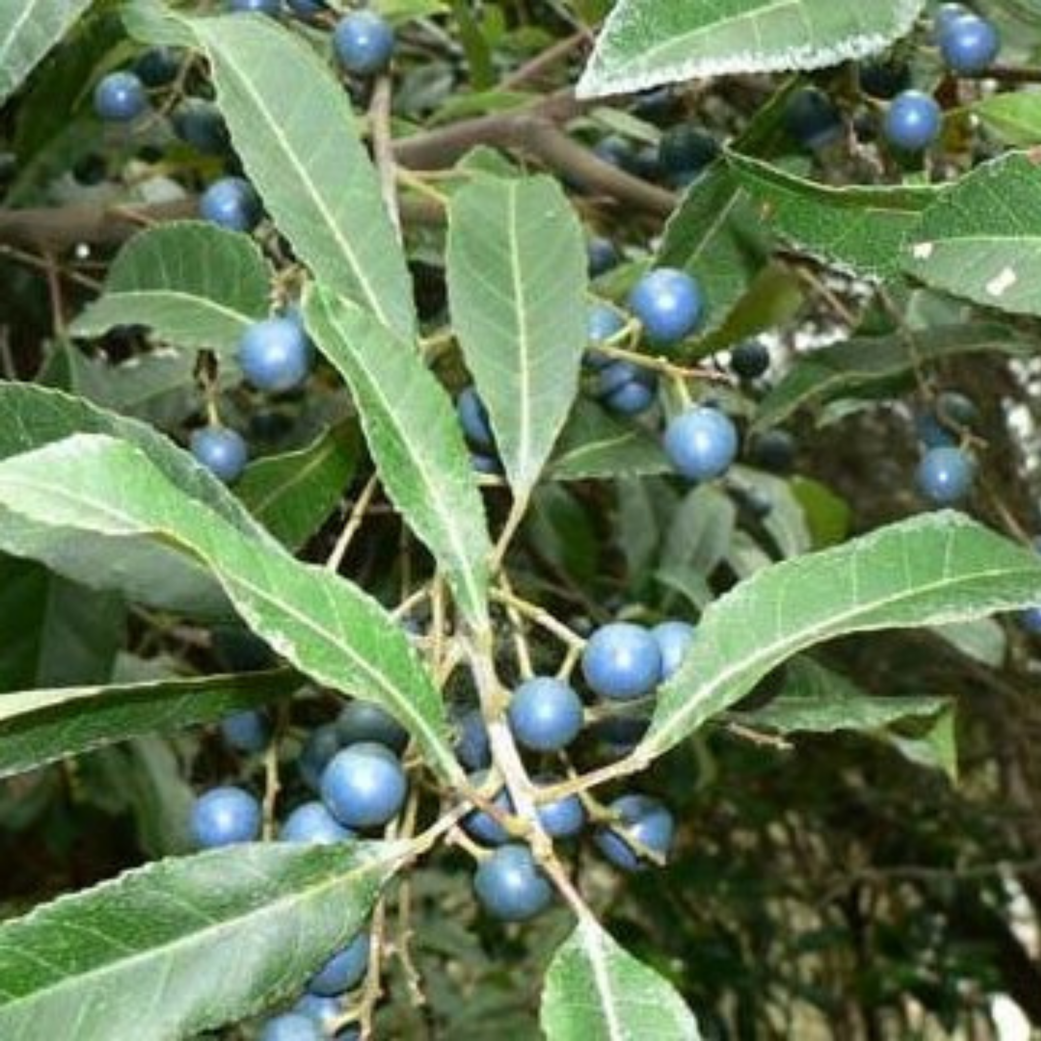Blueberry Ash - Elaeocarpus reticulatus