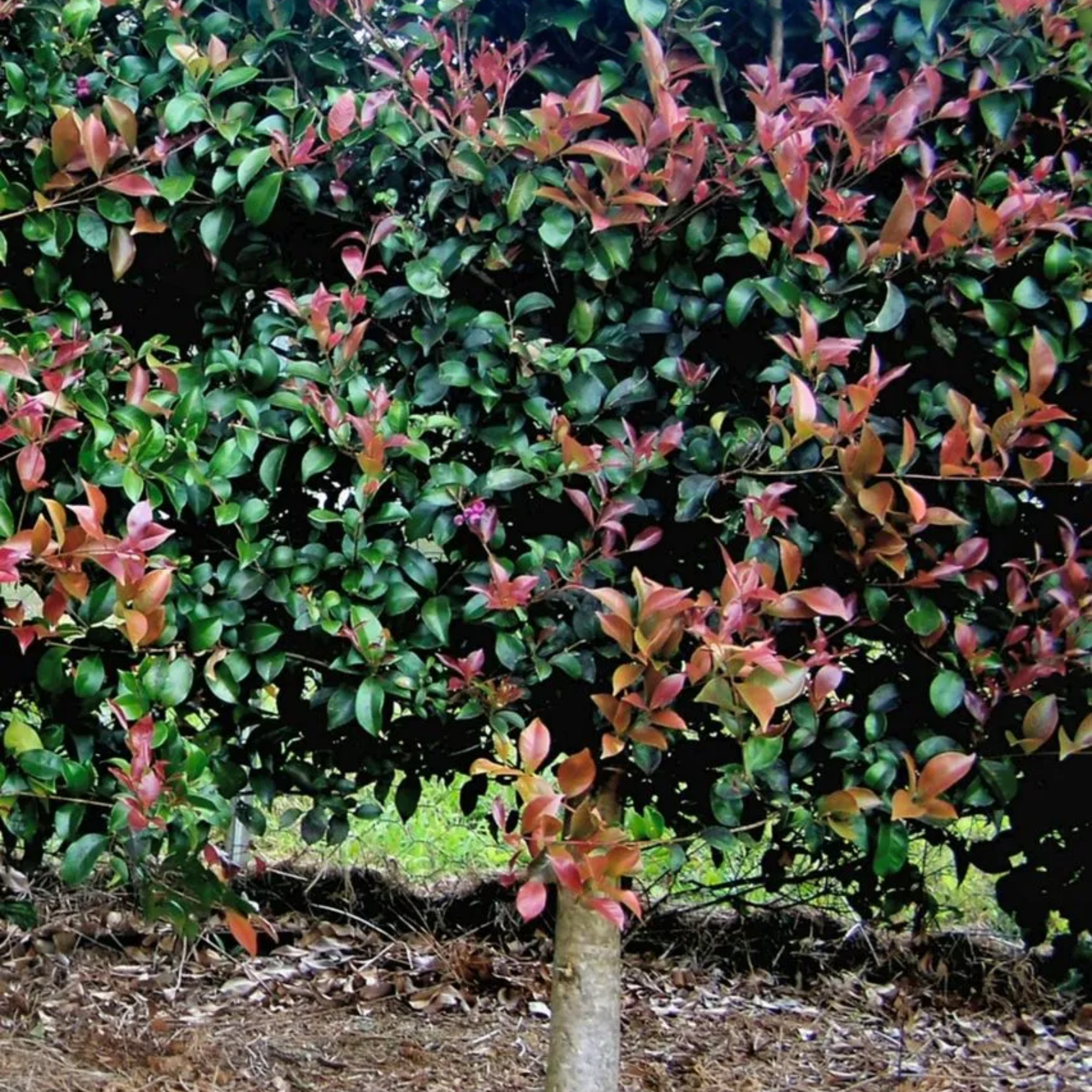 Tree with green and red leaves in a natural setting