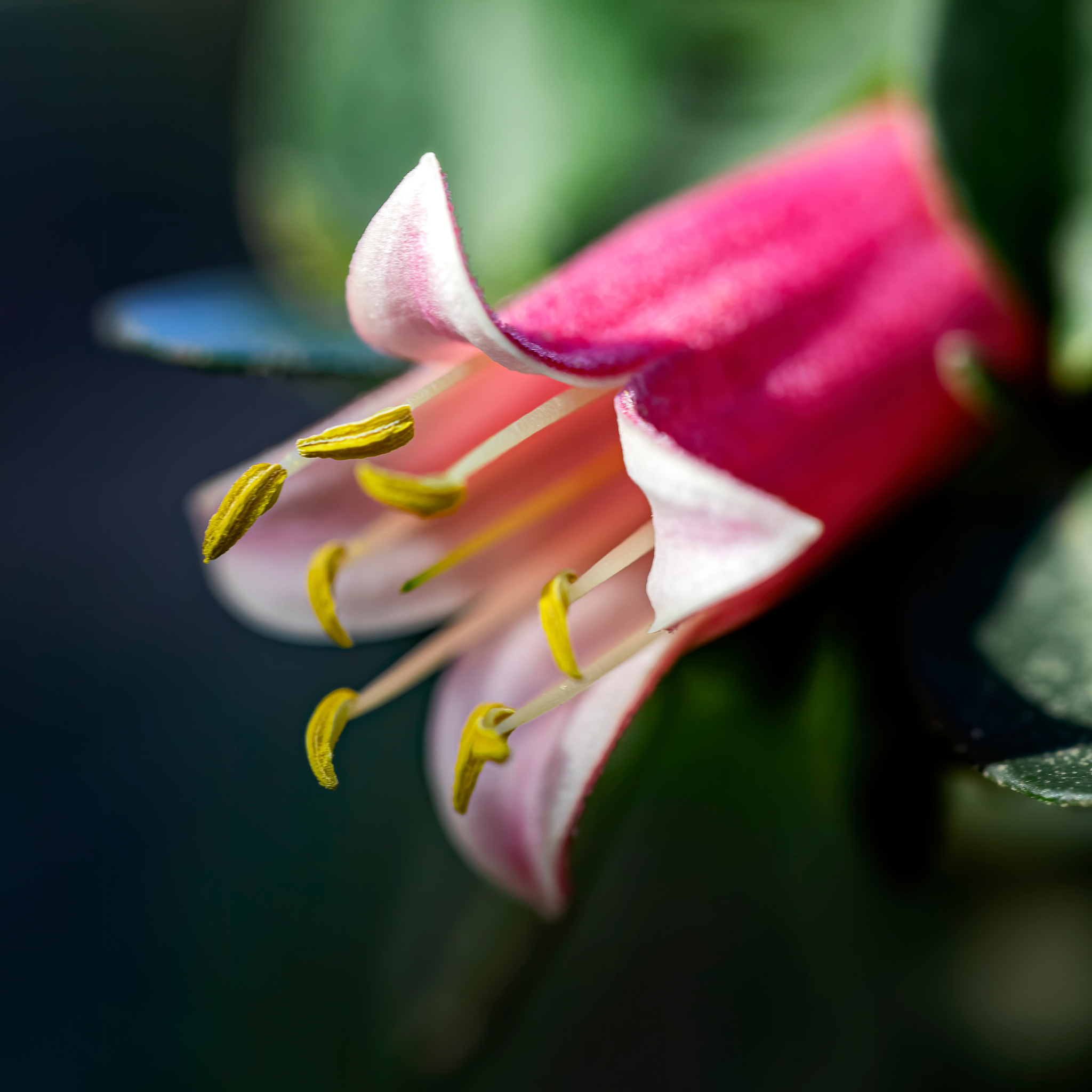 Correa Native Fushsia - Correa reflexa pulchella 'Dusky Bells'