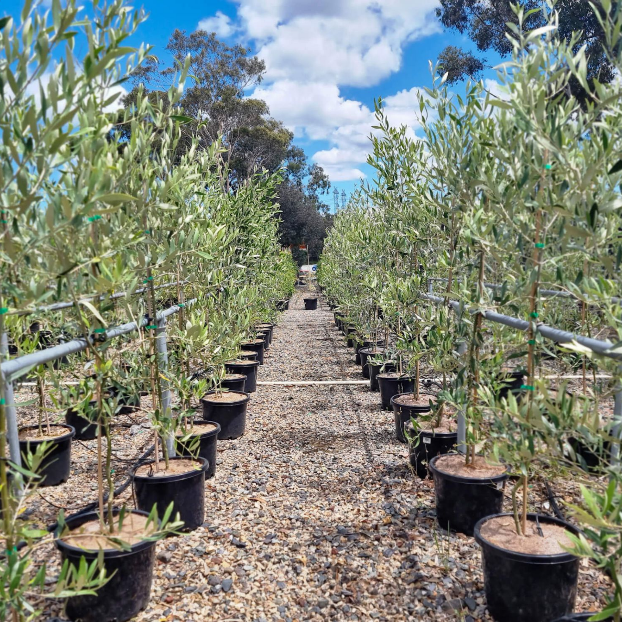 Kalamata Olive Tree - Olea europaea Kalamata