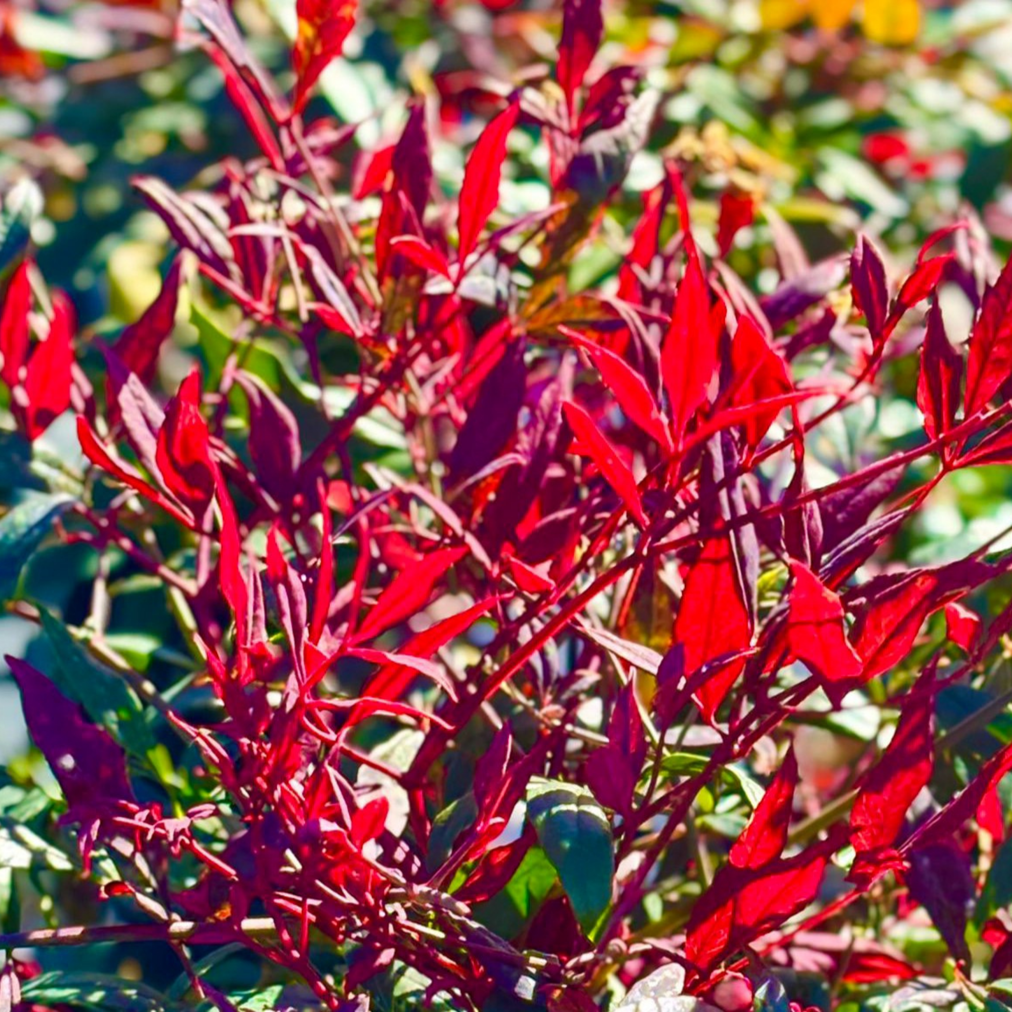 Nandina Colourscape - Nandina domestica Colourscape