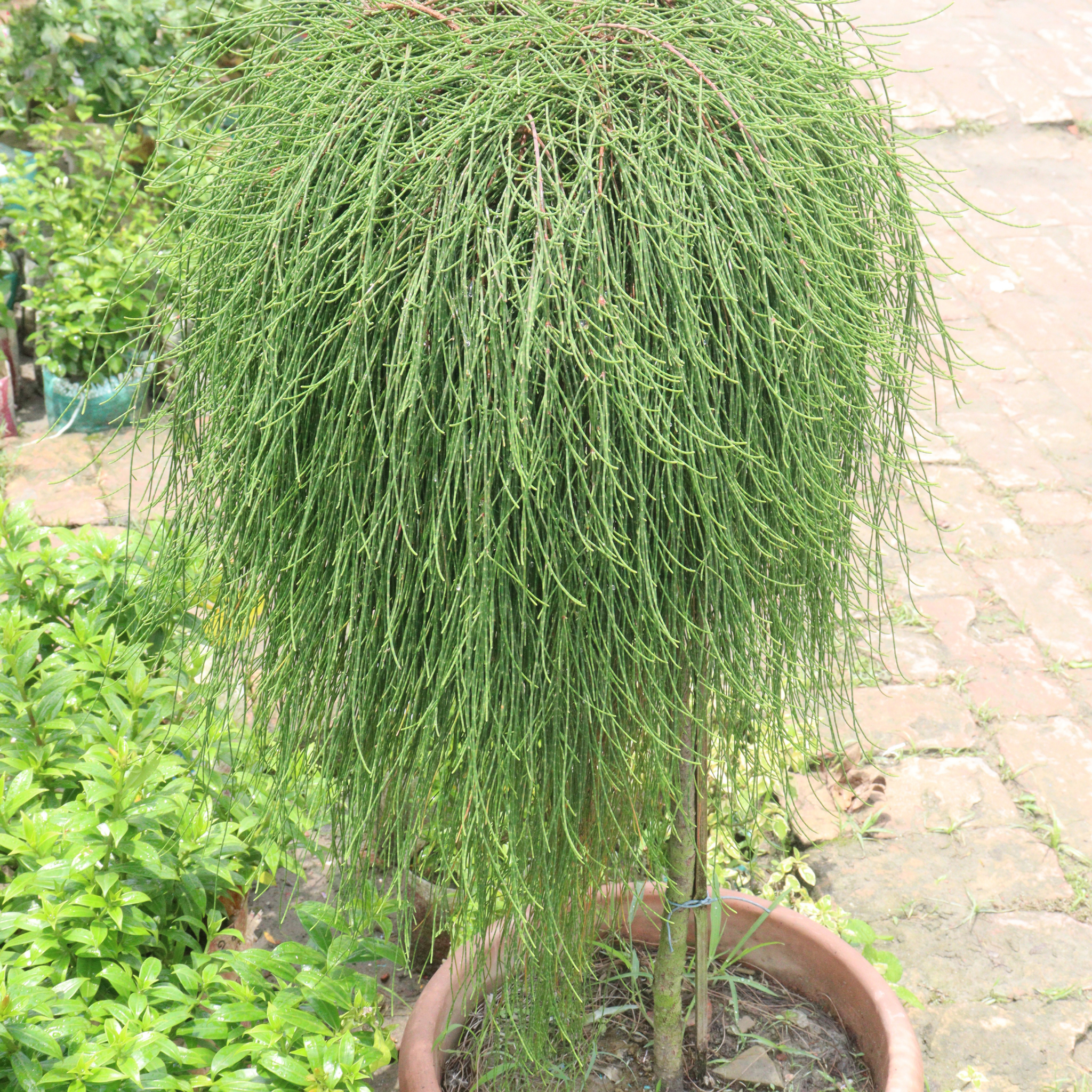 Groundcover Sheoak - Casuarina glauca Cousin It