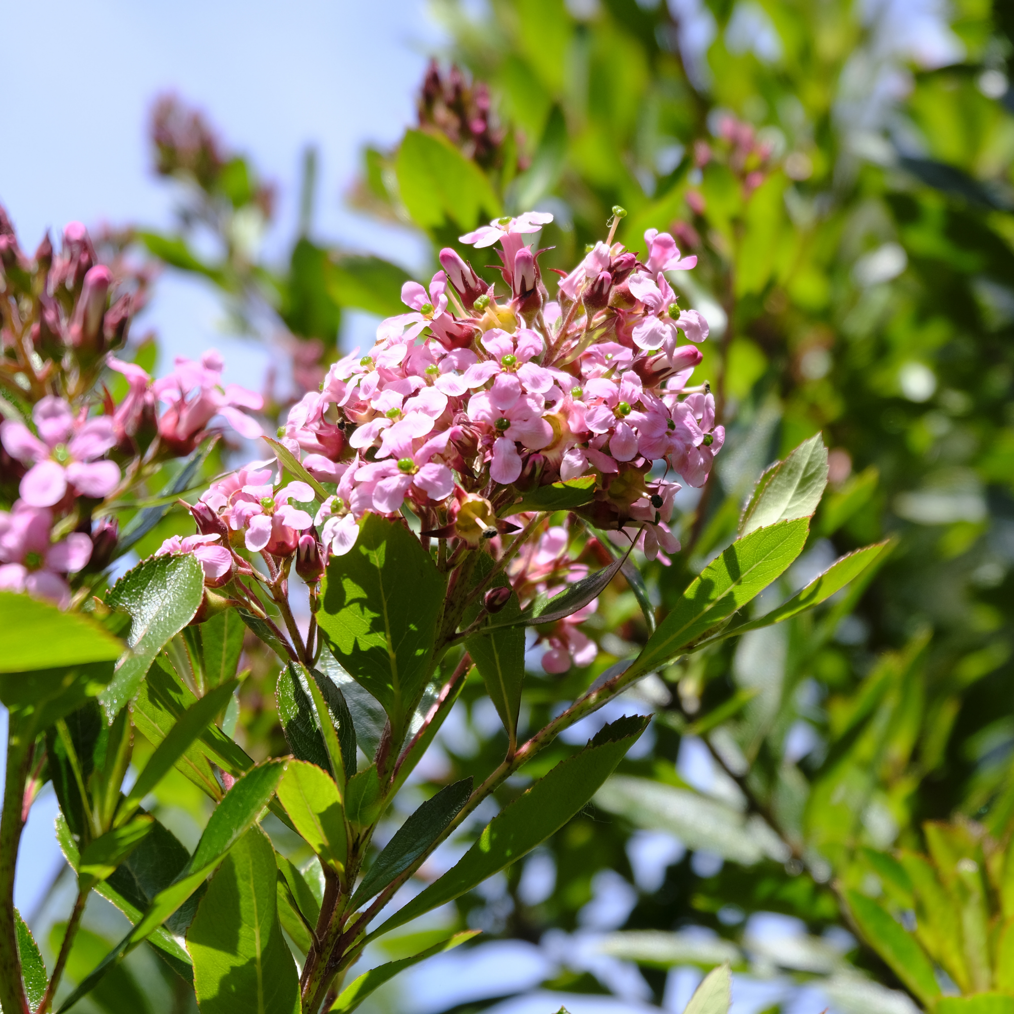 Escallonia laevis 'Pink Elle' PBR