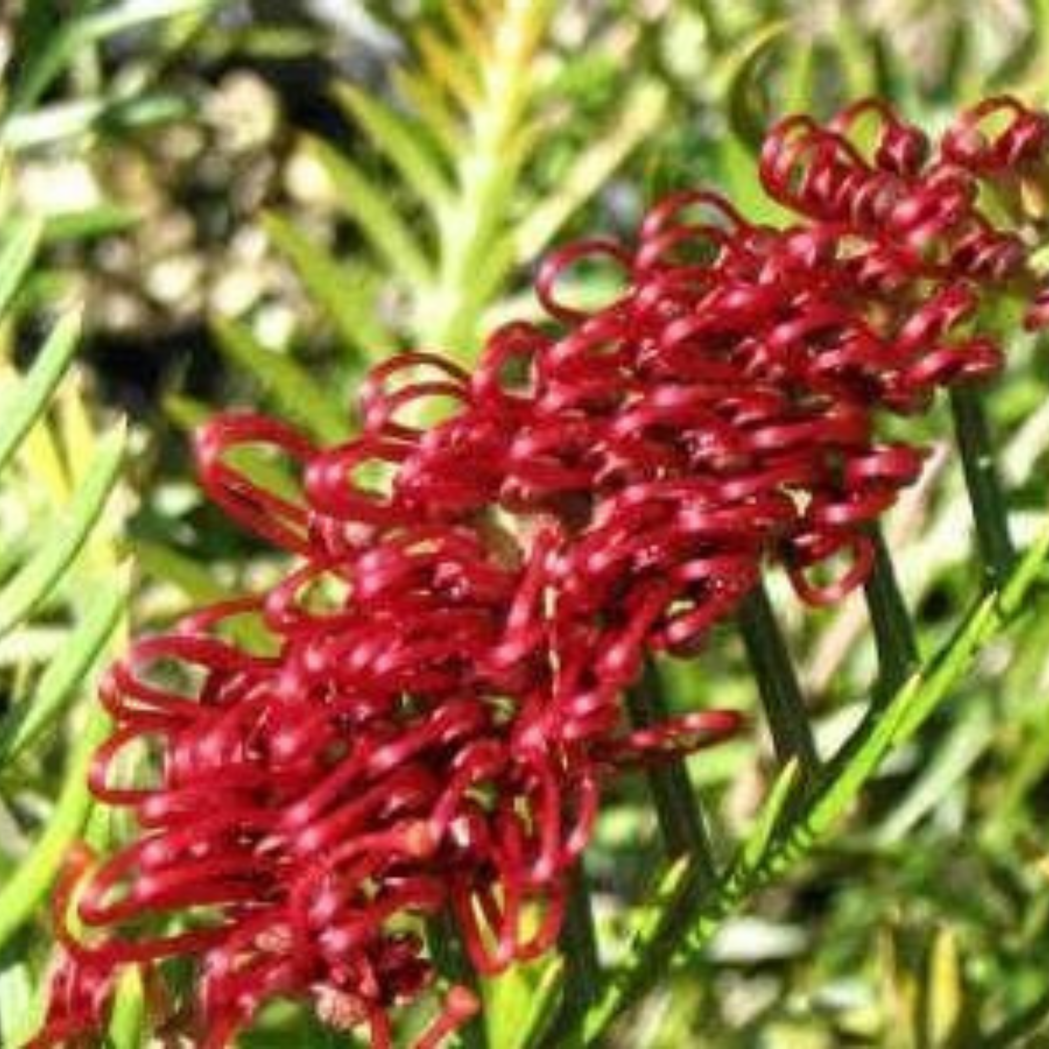 Grevillea 'Red Hooks' - Grevillea longifolia tetragonoloba Red Hooks
