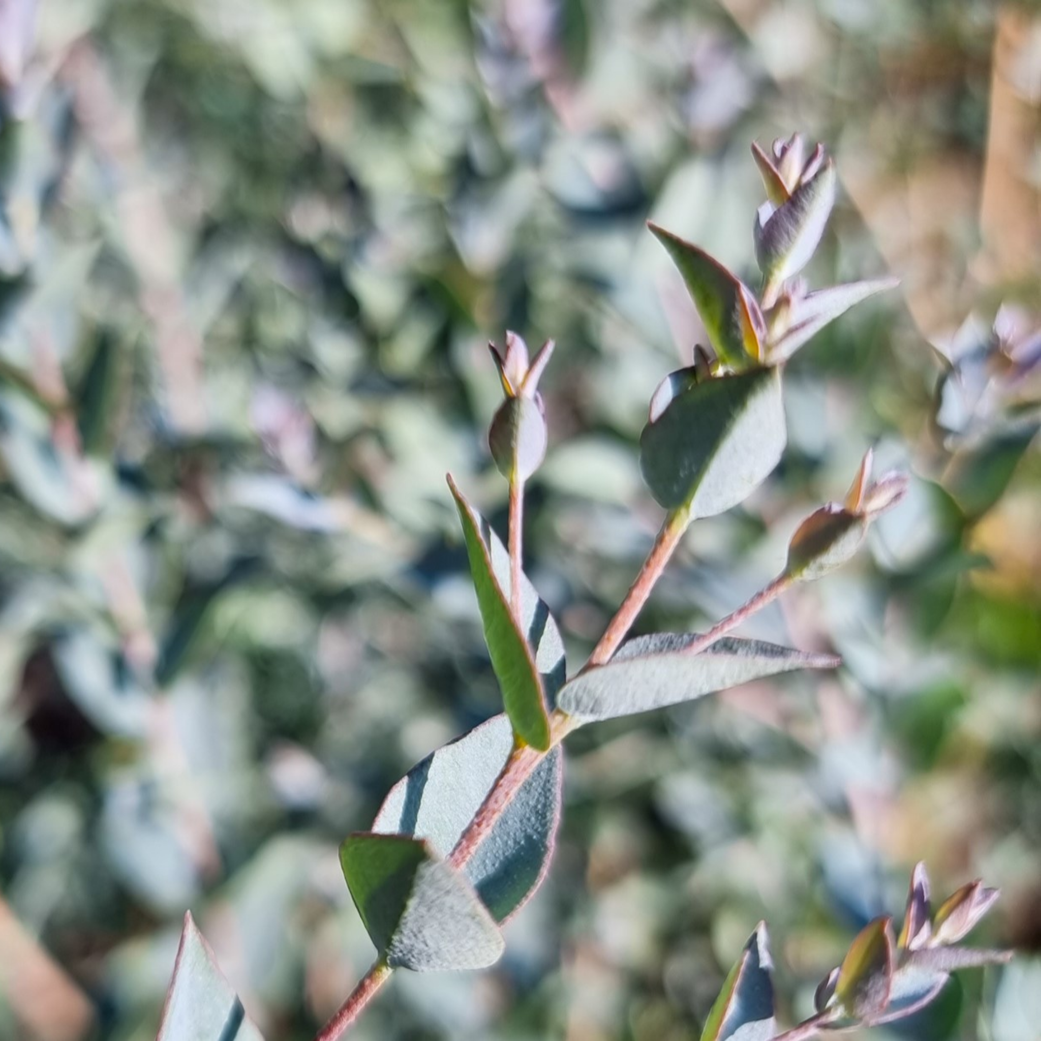 Narrow Leaved Red Mallee - Eucalyptus latens Moon Lagoon