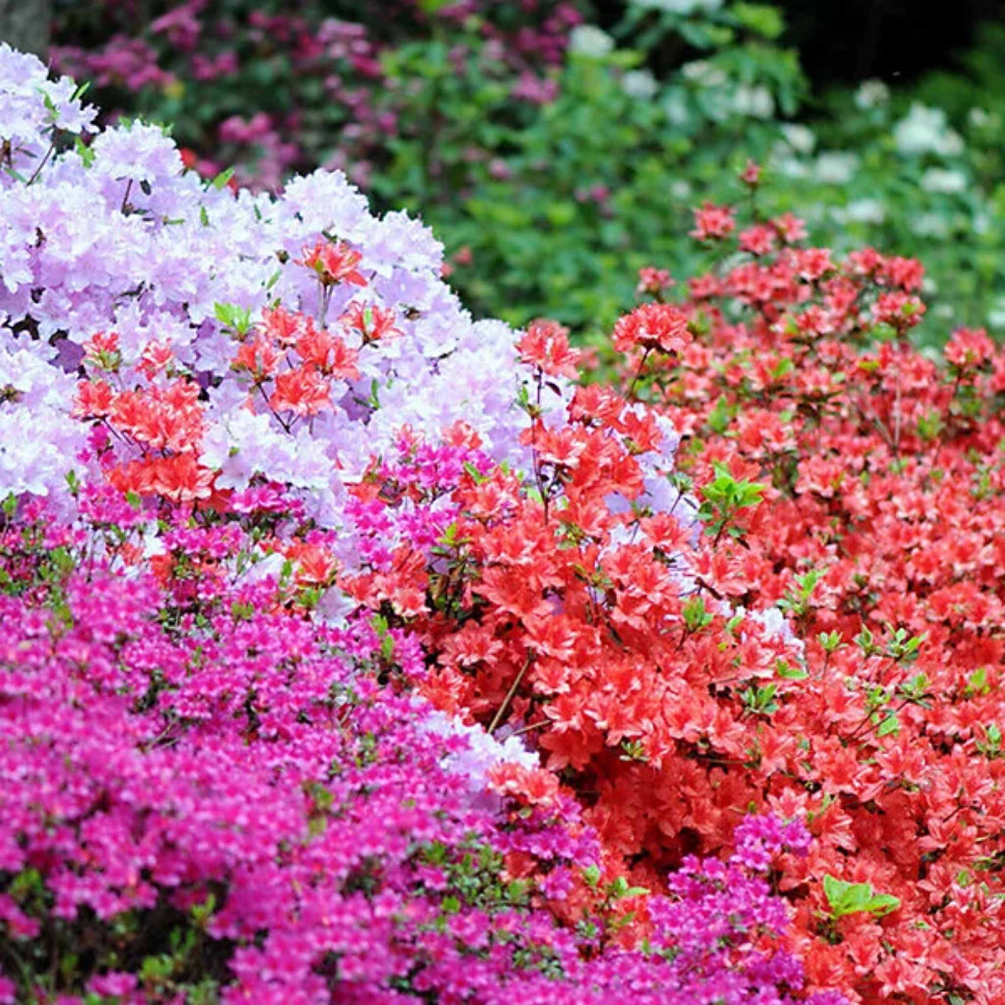 Colorful flowering shrubs in a garden setting with a blurred background