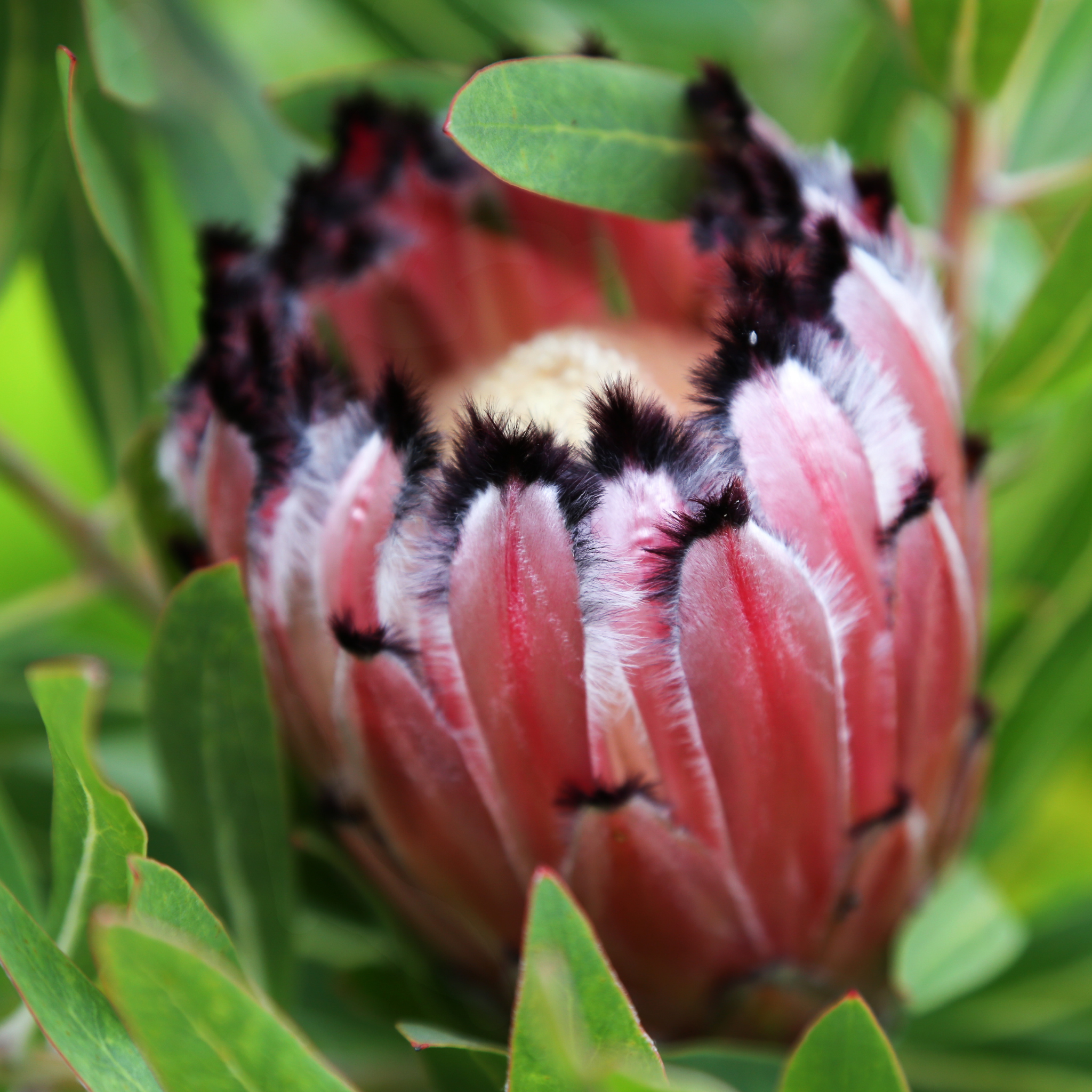 Close-up of a protea flower bud with green leaves in the background