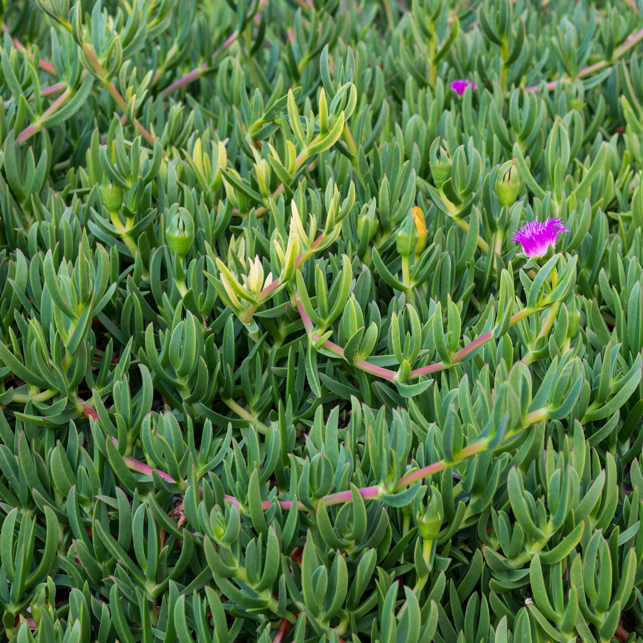Pigface/Sea Fig - Carpobrotus glaucescens