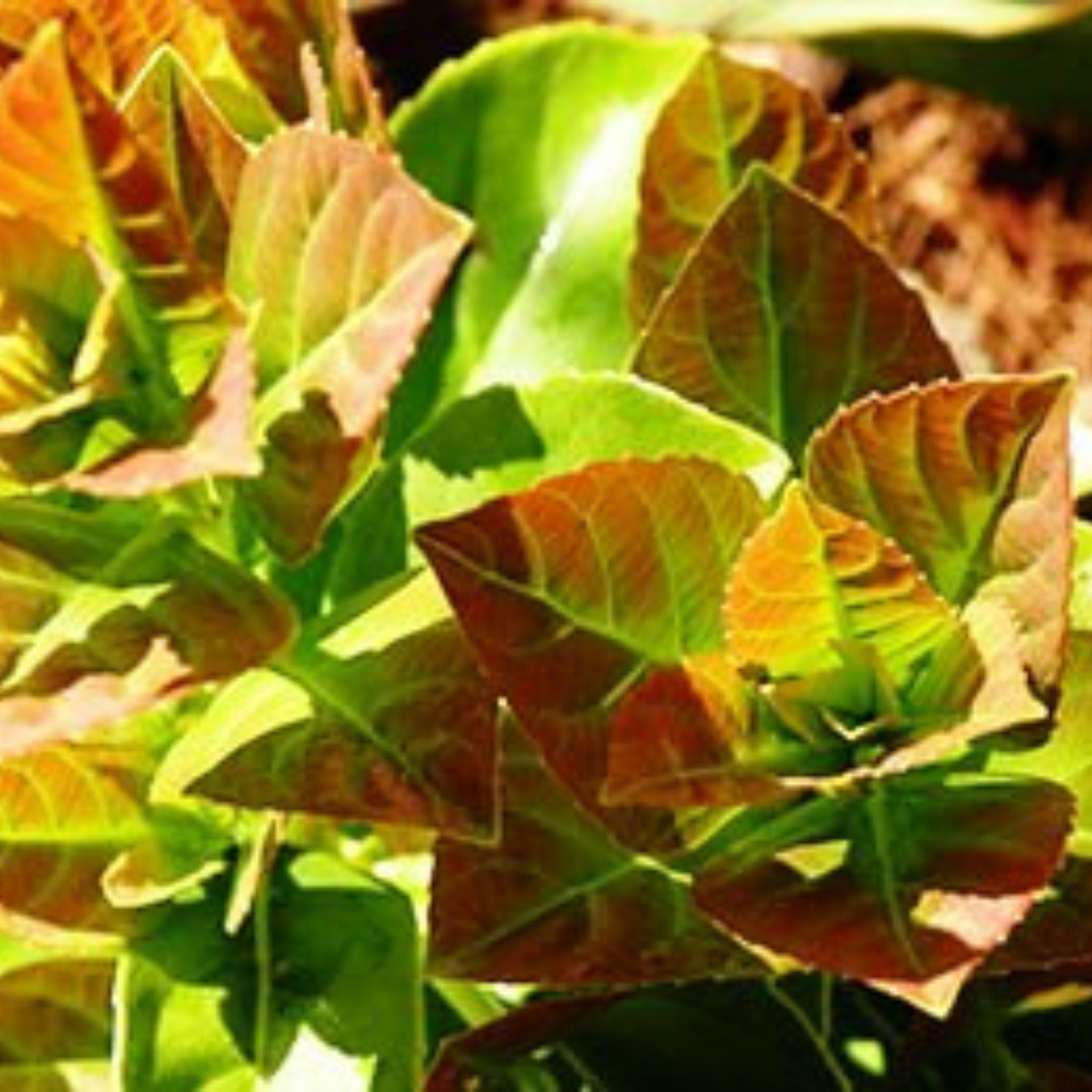 Sweet Viburnum Dense Fence - Viburnum odoratissimum Dense Fence PBR