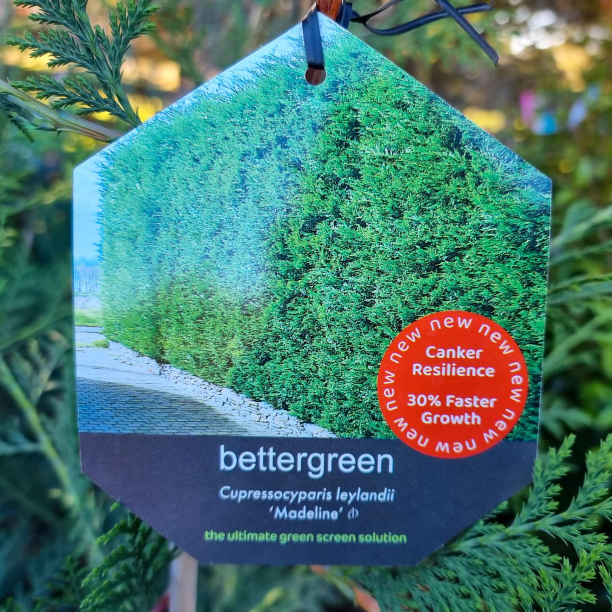 Cupressocyparis leylandii Madeline - Bettergreen Cypress