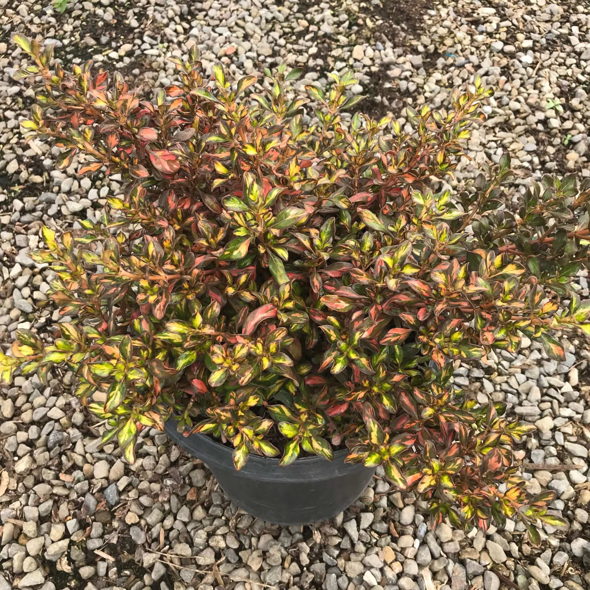 Mirror Bush Evening Glow - Coprosma repens 'Evening Glow'