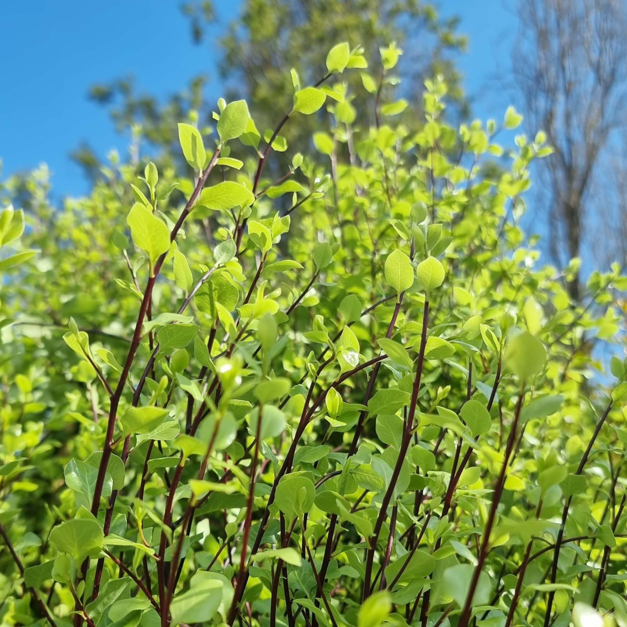Green leaves and branches against a blue sky