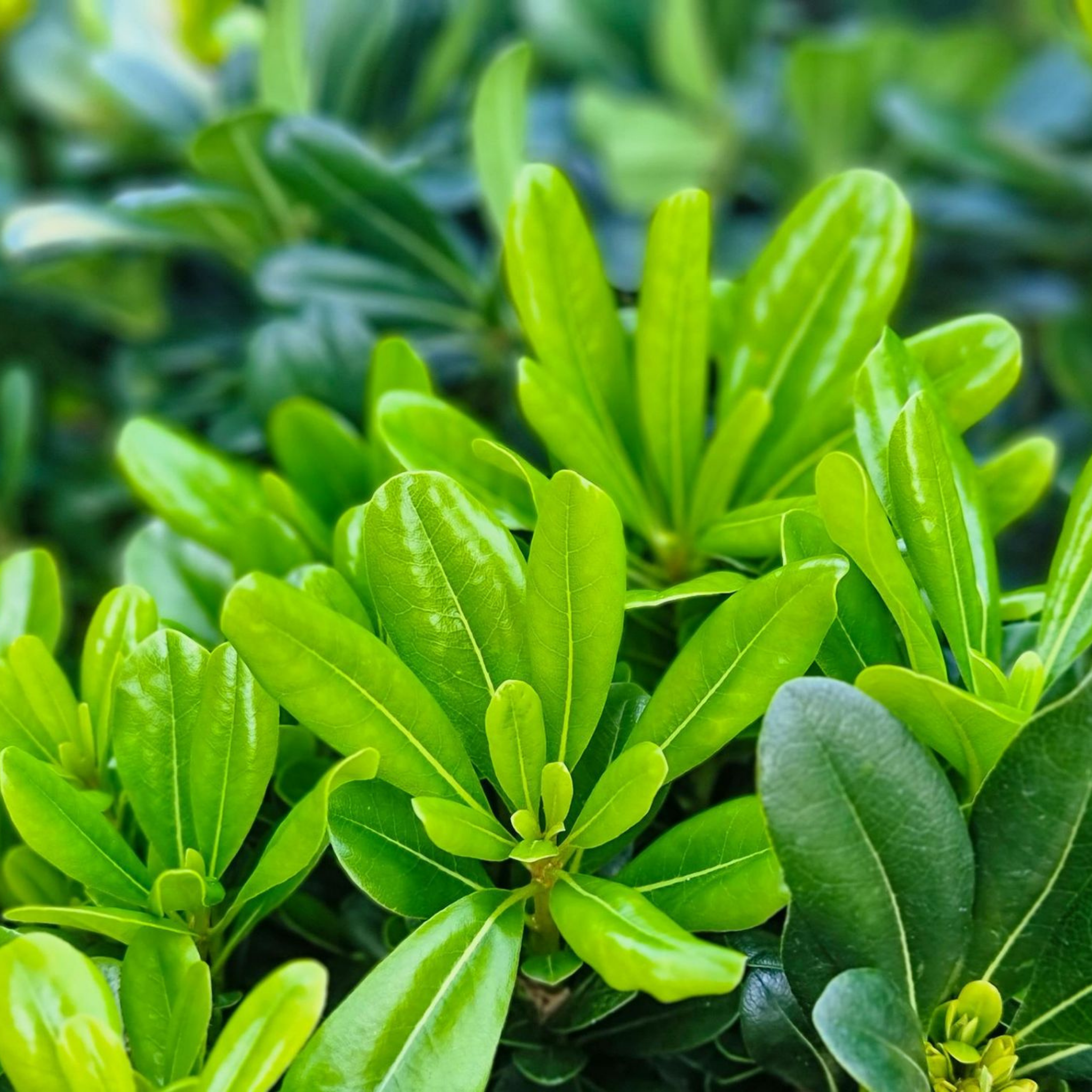 Close-up of green leaves with a blurred background