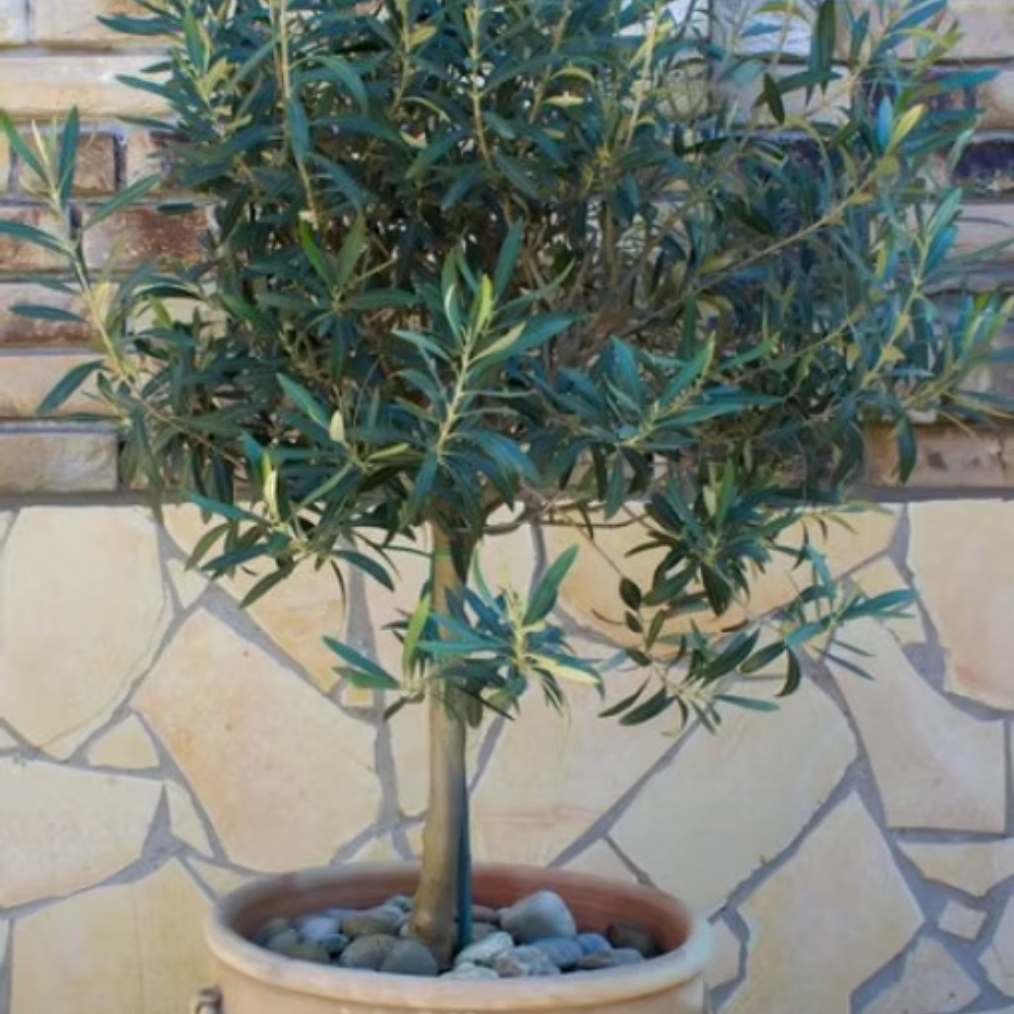 Dwarf Olive Tress - Olea europaea Bambalina