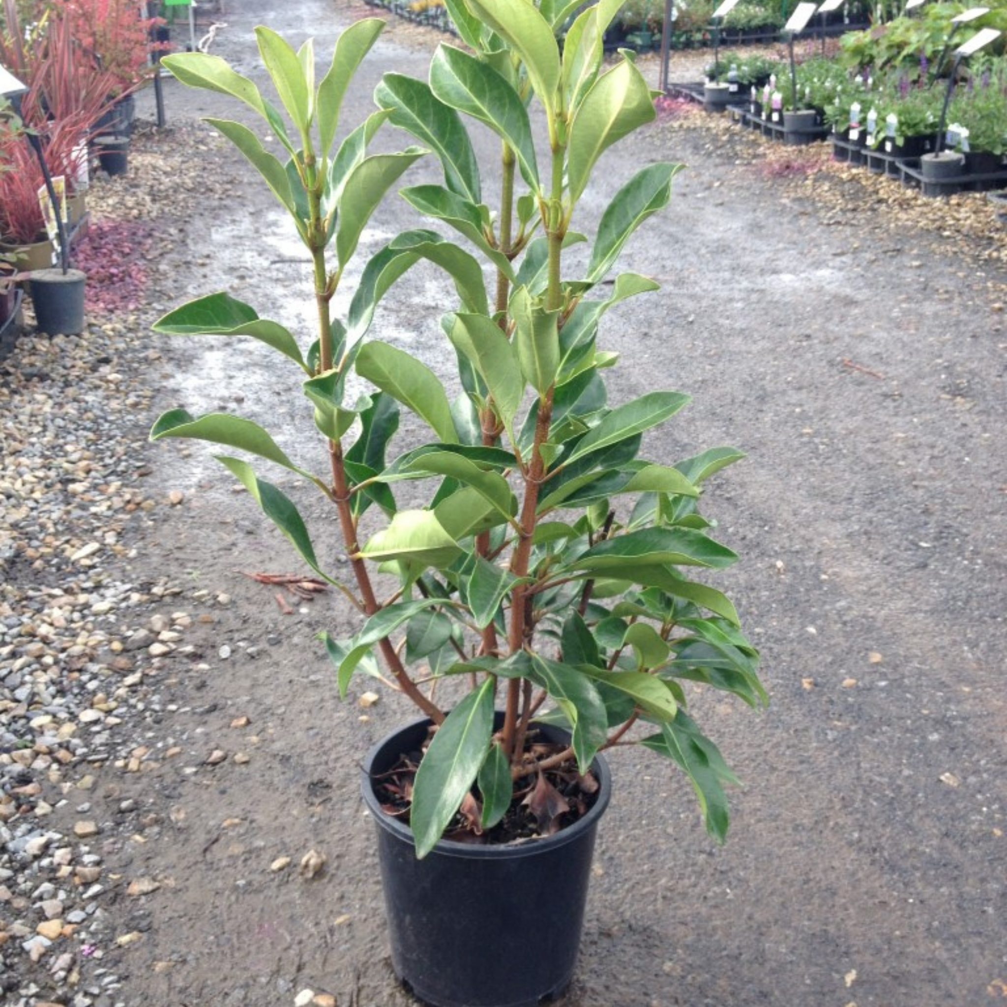 Potted plant with green leaves in a garden setting